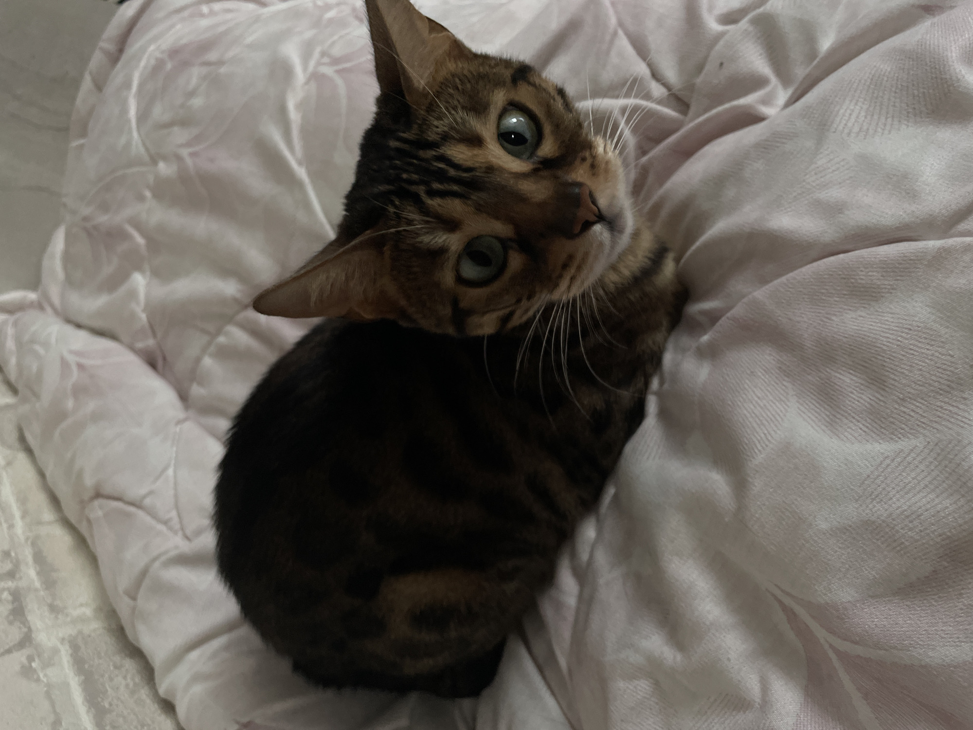 A close-up, slightly overhead shot shows a domestic shorthair cat with tabby markings, predominantly brown and black with some lighter accents, resting on a creased, pale pink blanket. The cat's large, green eyes are wide open and looking directly at the camera. Its ears are pointed forward, and its whiskers are fanned out. The blanket appears to be textured with a subtle herringbone pattern. The background is out of focus, but appears to be a brick wall. The image was taken in Kamyshlov, Russia.