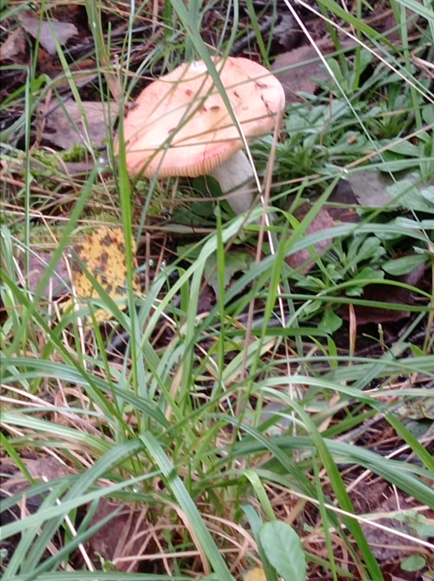 A single mushroom with a pinkish-orange cap and a white stem is visible in the center of the image, partially obscured by tall green grass. The mushroom is growing in a natural environment, likely a forest floor, with fallen leaves and other vegetation around it. The lighting suggests it is daytime, possibly overcast or dappled sunlight. The image does not contain any information that can be used to determine its location in the city of Degtyarsk, Russia.
