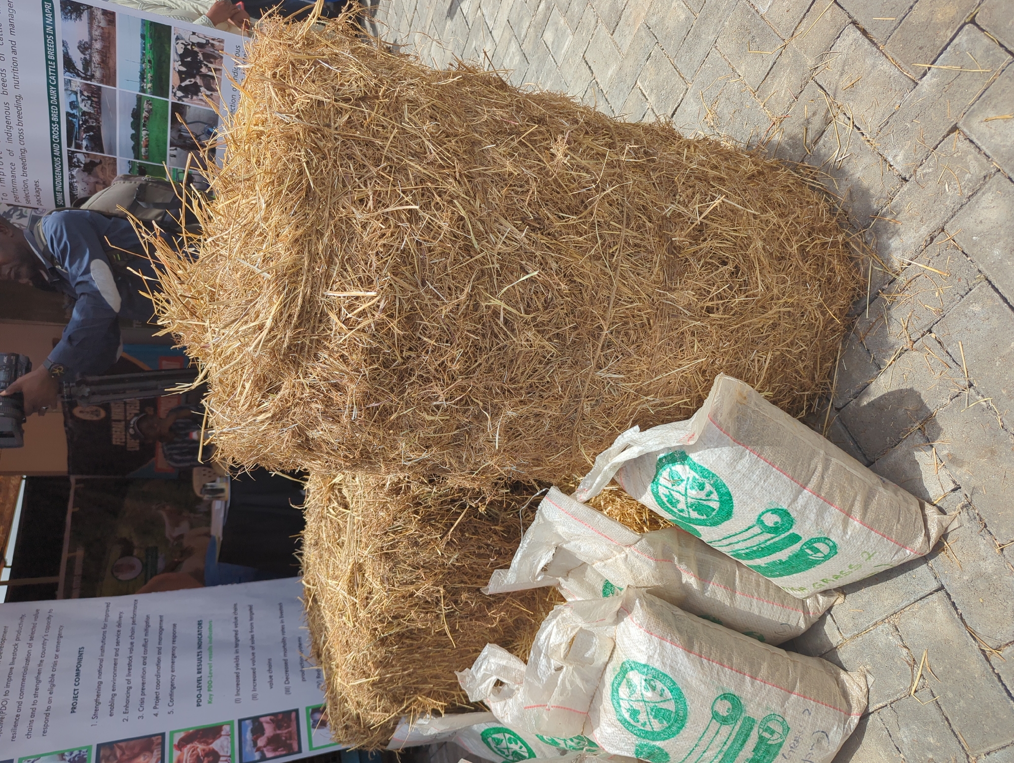 This image depicts an outdoor agricultural display in Unguwan Sanusi, Nigeria, under bright daylight. The main subjects are two large, rectangular bales of dry hay or straw, stacked centrally. To their right, several white plastic sacks are arranged, each featuring a green circular logo resembling leaves and a globe, with the word "GRASS" visible on at least one bag.
The ground is paved with grey interlocking blocks, with loose straw scattered across the surface. In the background, an individual wearing a dark blue long-sleeved shirt and a light-colored vest is partially visible on the left, leaning forward. Another person's arms are visible at the very top of the frame.
Informational posters or banners are displayed behind the hay bales. One banner showcases images of cattle and reads, "SOME INDIGENOUS AND CROSS-BRED DAIRY CATTLE BREEDS IN NAPRI." Another banner details "PROJECT COMPONENTS" such as "Strengthening national institutions" and "Enhancing of livestock value chain performance," along with "PDO-LEVEL RESULTS INDICATORS" including "Increased yields in targeted value chos" and "Decreased mortality rates." Other visible text includes "FEDERAL" and "GRACE." The scene suggests an agricultural exhibition, market, or educational event focused on livestock development, feed, and breeding.
