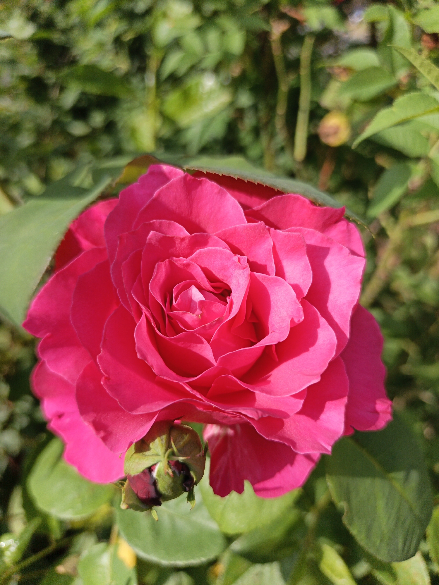 This is a close-up, vertical shot of a vibrant pink rose in full bloom. The rose is the primary subject, filling most of the frame. Its petals are densely layered, creating a spiral effect towards the center, and are illuminated by bright sunlight, casting soft shadows. To the lower left of the rose, a small, unopened bud is visible, partially covered by the petals of the mature bloom. The background consists of lush green foliage, slightly out of focus, suggesting a garden setting. The sunlight filtering through the leaves indicates it is daytime, likely a clear or partly cloudy day. The image conveys a sense of natural beauty and the peak of the rose's bloom. There is no visible text in the media file. The location context provided is Goryachiy Klyuch, Russia.