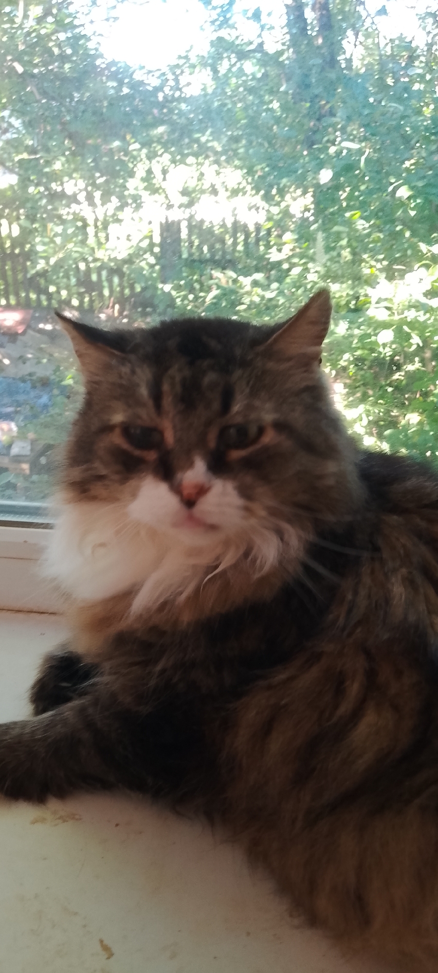 The image shows a close-up of a fluffy, long-haired cat with tabby markings, a white chest, and a pink nose, sitting indoors on a white surface, possibly a windowsill. The cat is looking towards the camera. Behind the cat, through a window, a blurry background of green foliage and trees is visible, suggesting an outdoor environment with natural light. The scene appears to be a domestic setting. The location is identified as Belgorod, Russia.