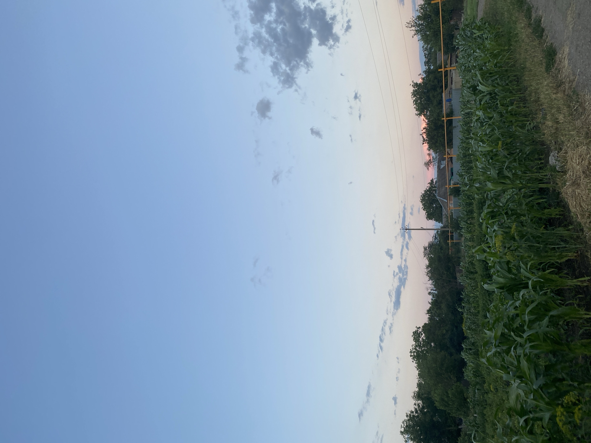 The image depicts a rural landscape at dusk in Taganrogsky, Russia. The scene is divided into two main parts: a vast, pale blue sky on the left and a lush green cornfield stretching along a dirt path on the right. The sky transitions to soft hues of pink and orange near the horizon, indicating the setting sun. Scattered clouds, some dark and others light, are visible against the fading daylight.
Along the edge of the cornfield, a yellow fence runs parallel to the path. Behind the fence, trees and some houses are faintly visible, suggesting a small settlement or village. The corn plants are tall and vibrant, with their leaves catching the soft evening light. The dirt path appears dry and dusty, bordered by dry grass on the far right.
The overall mood is serene and peaceful, characteristic of a quiet rural evening. There is no visible text in the image.