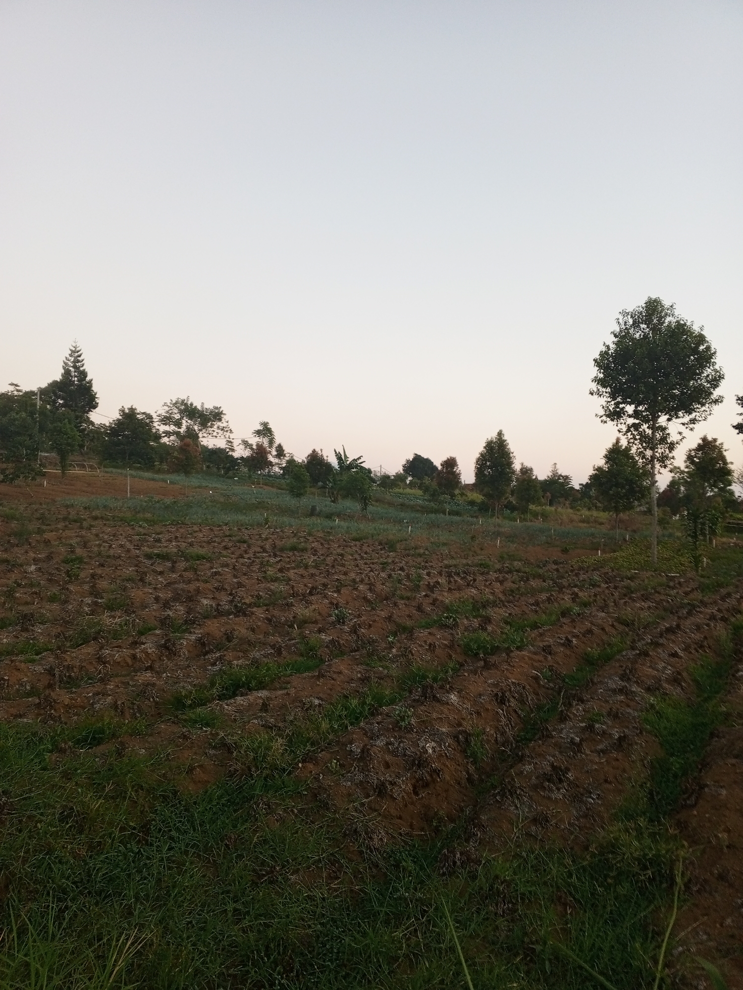 A wide shot captures a cultivated field at dawn in Watagoda, Sri Lanka. The foreground is dominated by tilled earth with visible furrows, bordered by a strip of wild green grass on the left. In the mid-ground, rows of young green crops stretch across the field, with scattered trees of varying heights and species dotting the landscape behind them. A tall, mature tree stands prominently in the right mid-ground. The background features a gentle slope covered in more vegetation and trees, leading up to a clear, pale sky indicative of early morning. The scene is serene and agricultural, with no people or animals visible.