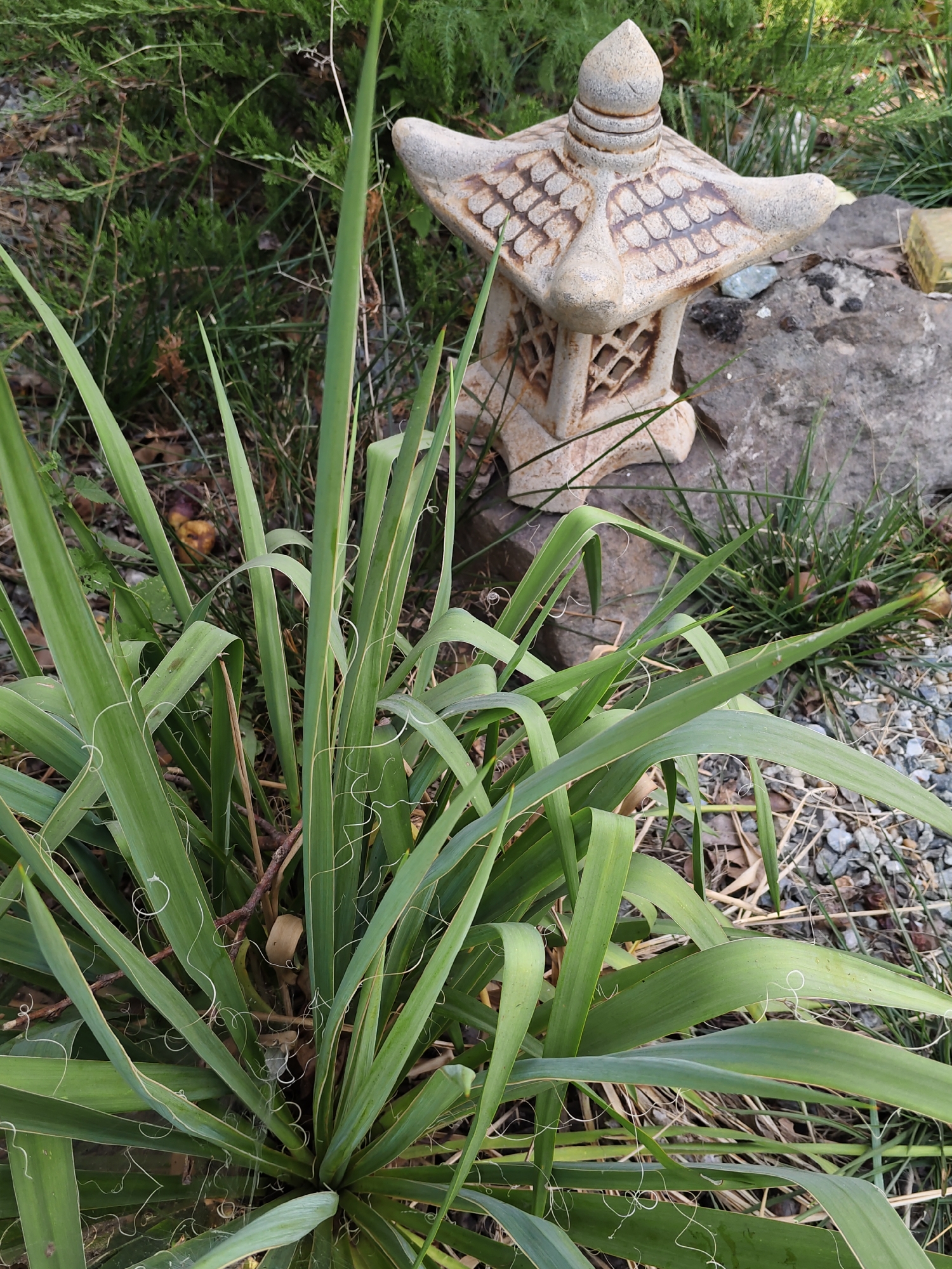 A close-up, eye-level shot captures a Yucca plant in the foreground, its long, strap-like leaves curving and some ending in thin, curly threads. Behind the plant, a small, weathered, pagoda-style garden lantern made of stone or concrete sits on a larger rock. The background consists of dense green foliage, dry grasses, and gravel. The lighting suggests an outdoor setting, possibly in a garden. The image does not contain any people or indicate any specific actions or interactions. The location in Olginskaya, Russia is not evident from the visual information provided.