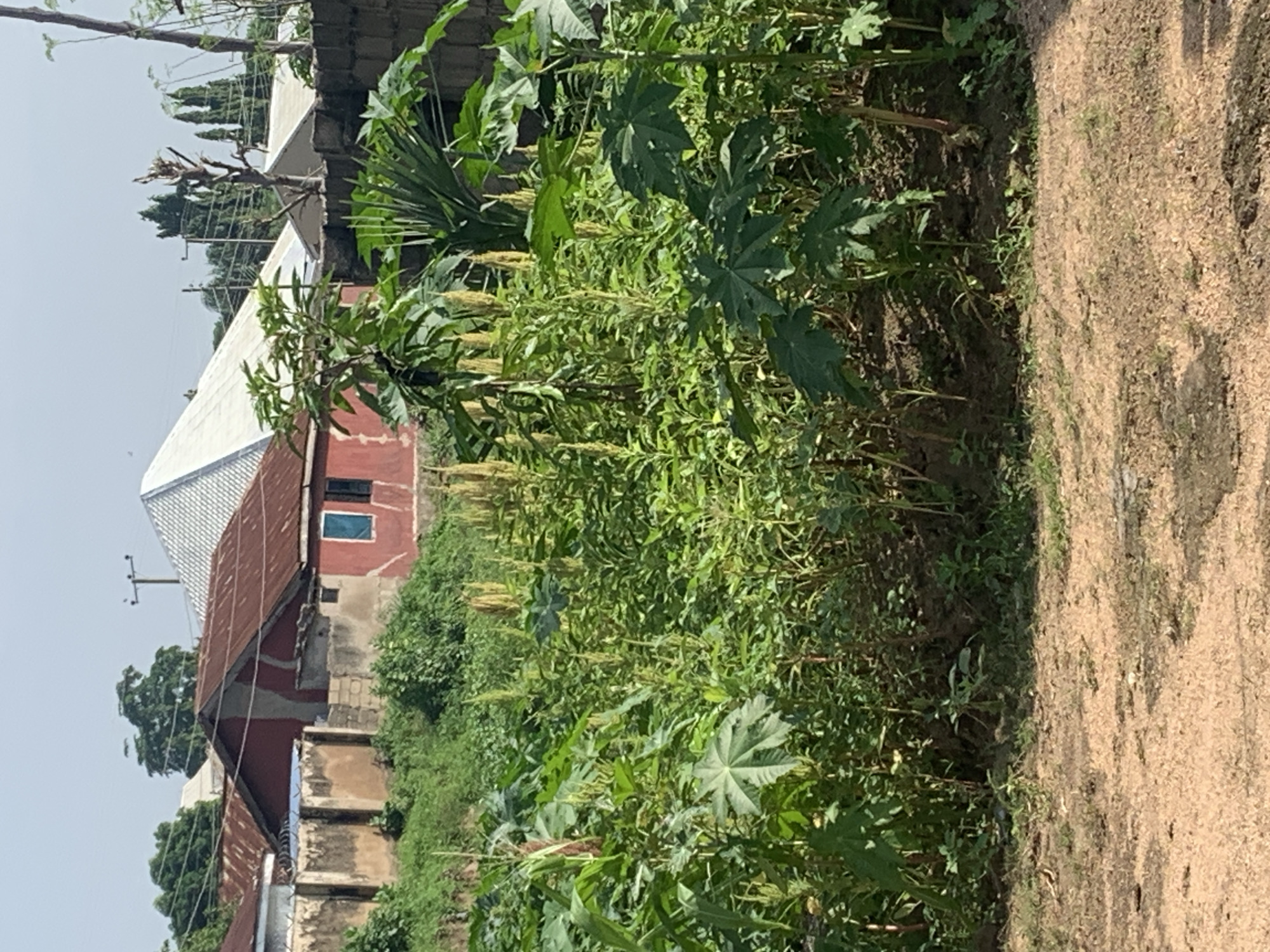 An outdoor, medium shot captures a garden filled with lush green plants, some of which are tall and stalk-like with yellowish seed heads. Large, palmate leaves are visible, suggesting the presence of plants like castor bean. In the background, a red, tin-roofed building with a white gabled roof is situated behind a weathered wall. The overall environment appears to be a residential area with vegetation and structures.
