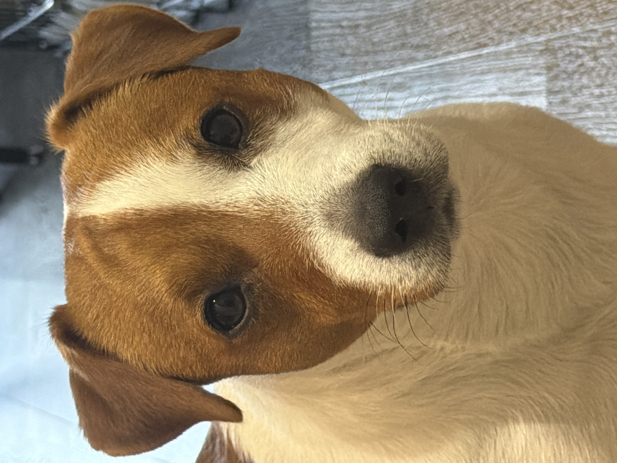 This is a close-up, eye-level shot of a Jack Russell Terrier's face, with the dog positioned at a slight tilt. The dog has a white blaze running down its nose, contrasting with its brown and white fur. Its ears are floppy and brown, and its dark eyes are clearly visible, giving it an alert and curious expression. The background is softly blurred, appearing to be a light-colored, textured surface, possibly a rug or a wooden floor. The lighting suggests it might be indoors during the daytime. No people, text, or specific events are depicted. The image is cropped tightly on the dog's head and upper body.