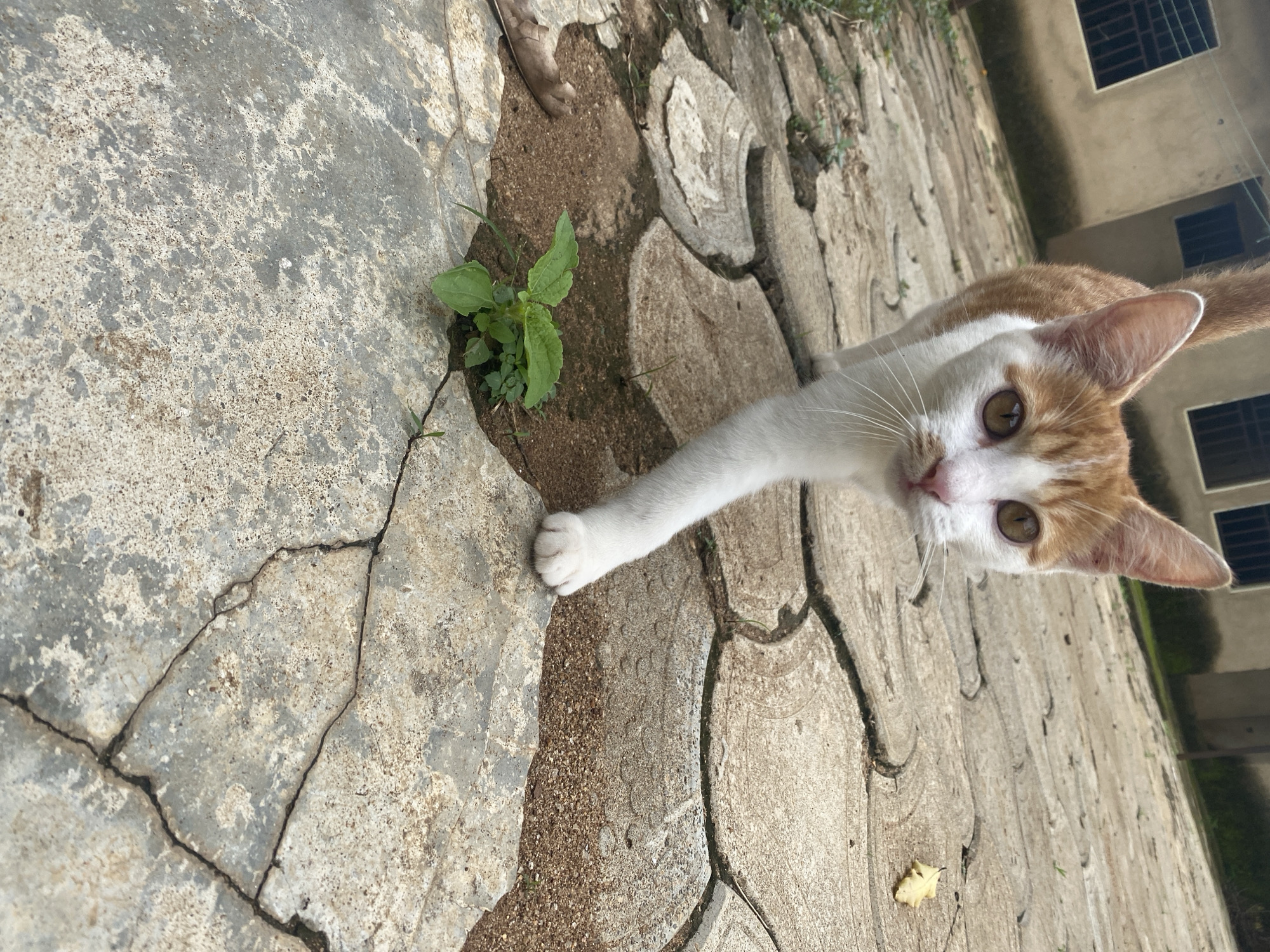 A young, ginger and white cat walks towards the camera on a cracked, patterned concrete patio in Maigizo, Nigeria. The cat has amber eyes and is looking directly at the viewer. Its left front paw is extended forward. In the background, a light-colored building with barred windows is visible. There are patches of soil and a small green plant growing between the patio stones. A single dry leaf rests on the patio to the right of the cat.