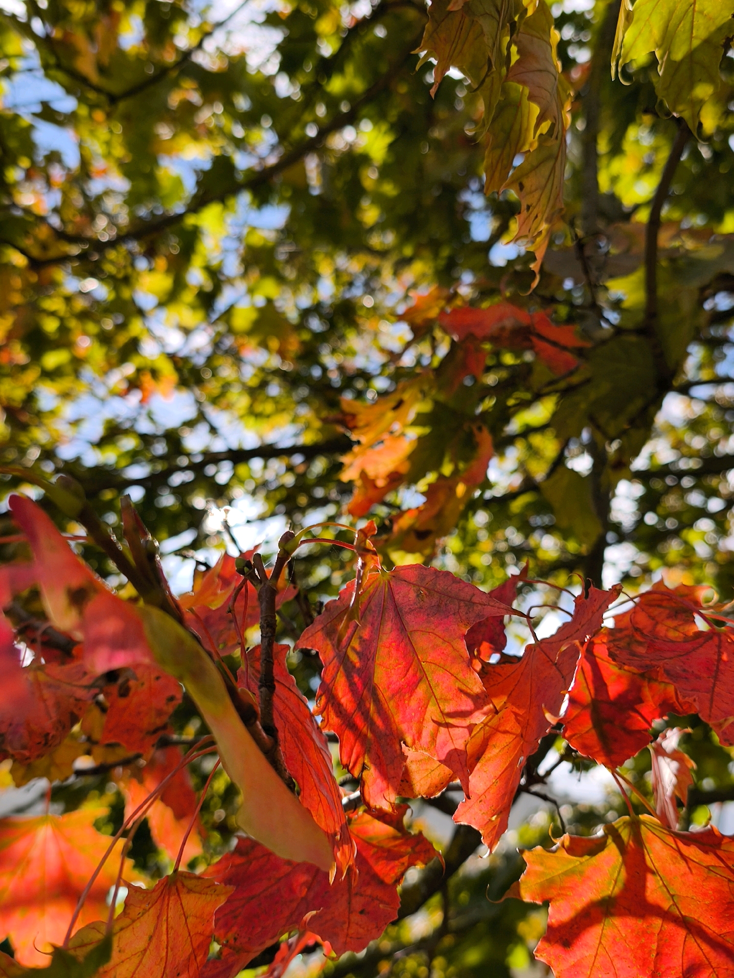 The image shows a close-up view of vibrant red and orange maple leaves against a backdrop of green foliage and a bright blue sky. The leaves are detailed, with visible veins and edges, and some appear backlit by the sun, creating a glowing effect. The scene suggests an autumn setting, possibly in a park or tree-lined street in Mahilyow, Belarus, given the presence of deciduous trees characteristic of the region. There are no people or animals present in the image, and the focus is entirely on the natural beauty of the changing leaves.