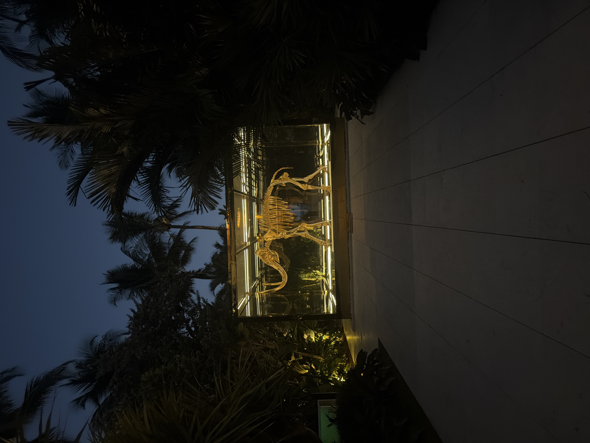 At nighttime in Miami Beach, a glass-enclosed display prominently features a dinosaur skeleton. The display is illuminated with interior lights, contrasting with the dark surroundings. Palm trees and other foliage surround the structure. To the side is a section of building with horizontal lines. The sky is a gradient of blue to near black.