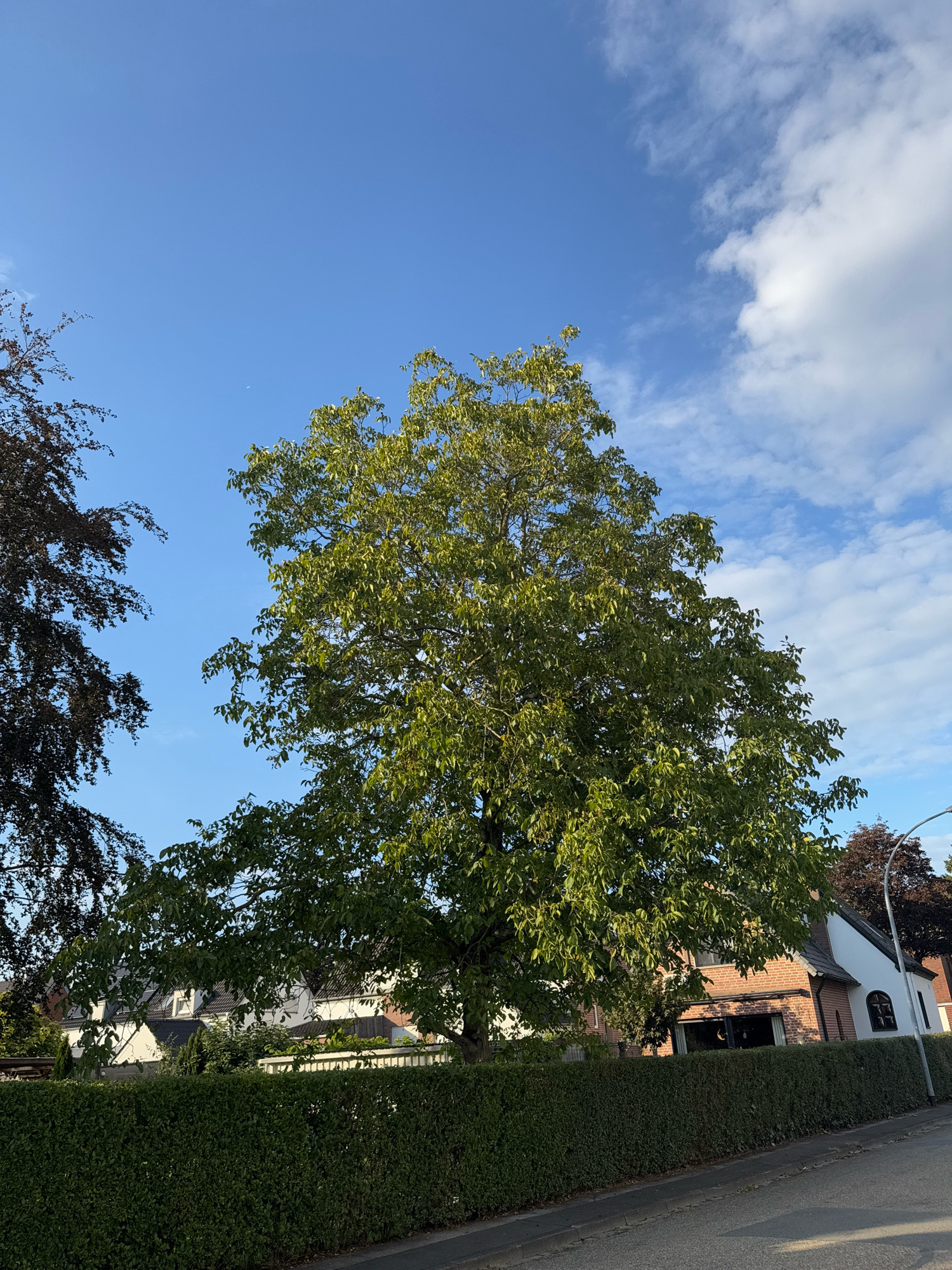 The image depicts a suburban street in Cleves, Germany, on a clear day with scattered clouds. A tall, leafy green tree dominates the center of the frame, with its branches extending upwards towards the blue sky. To the left, a dark-leafed tree is partially visible. In the background, several houses with white facades and dark roofs are nestled behind a neatly trimmed green hedge. A paved road runs along the bottom of the image, bordered by a curb. The overall scene is one of a peaceful residential area bathed in natural light.