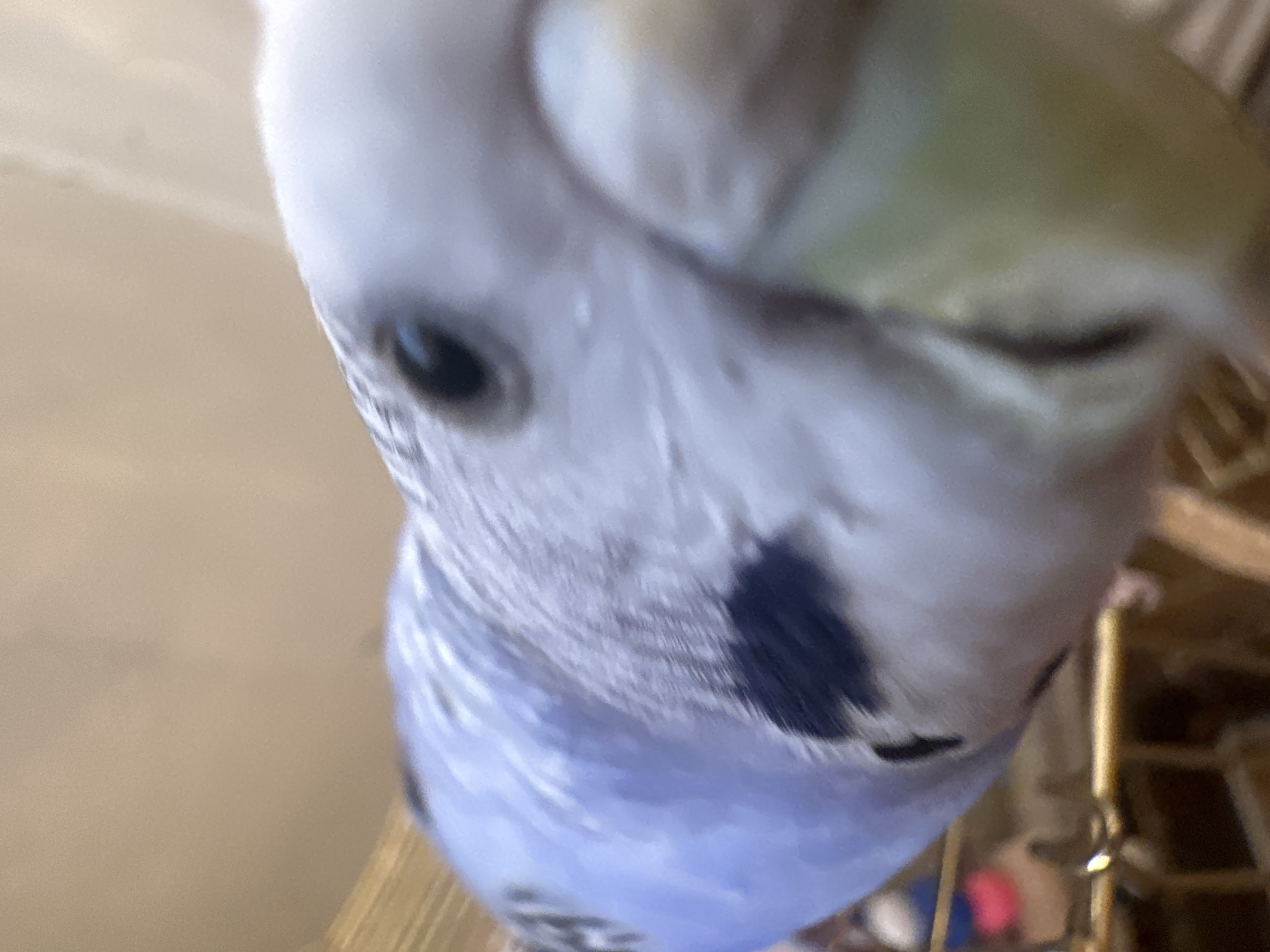 A close-up, eye-level shot focuses on the head of a light blue and white budgerigar. The bird's eye, a dark oval, is visible on the left side of the frame. Its beak, a pale greenish-yellow, occupies the right and lower portions of the image. The budgie's feathers are a mix of light blue and white, with darker blue markings on its wing. The background is blurred, suggesting a shallow depth of field, and appears to be a neutral, light-colored surface. The bird is perched on a cage or similar structure, with parts of the cage, rendered in warm, earthy tones, visible in the foreground. There are no people or other animals present.