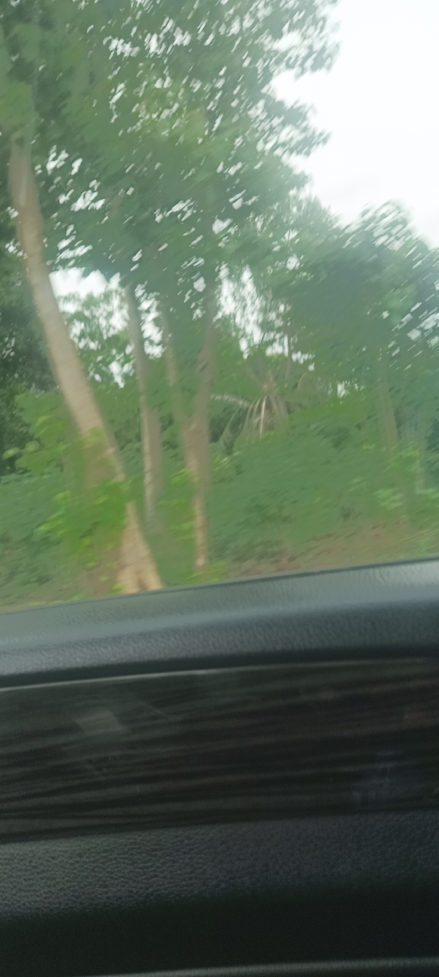 The image shows a view from inside a vehicle, likely a car, looking out at a lush green landscape. Tall trees with thin trunks are visible, along with dense foliage. In the background, there's what appears to be a palm tree. The lower part of the image is dominated by the vehicle's dashboard, which is dark and features a textured, leathery surface and woodgrain trim. The picture was taken at Kadarko, Nigeria.