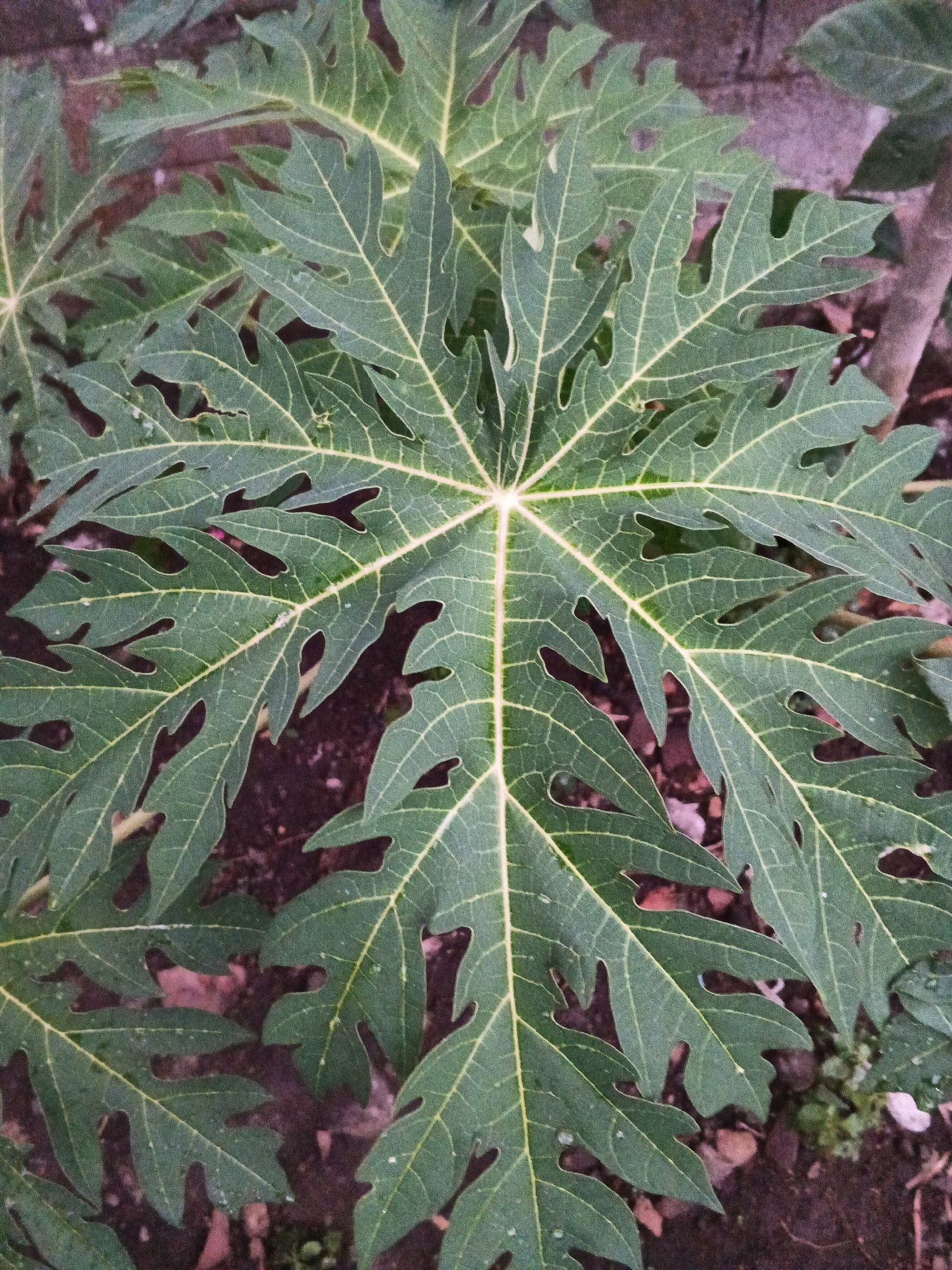 A close-up, overhead shot shows the intricate venation of a large, green papaya leaf. The leaf, which appears to be growing outdoors in Wates, Indonesia, has deep lobes with serrated edges. The prominent yellow veins radiate from the center of the leaf, creating a star-like pattern. The background is out of focus, revealing dark soil with some scattered brown leaves and hints of green foliage. The lighting suggests it is daytime, and there are a few small water droplets visible on the leaf's surface, indicating recent rain or dew.