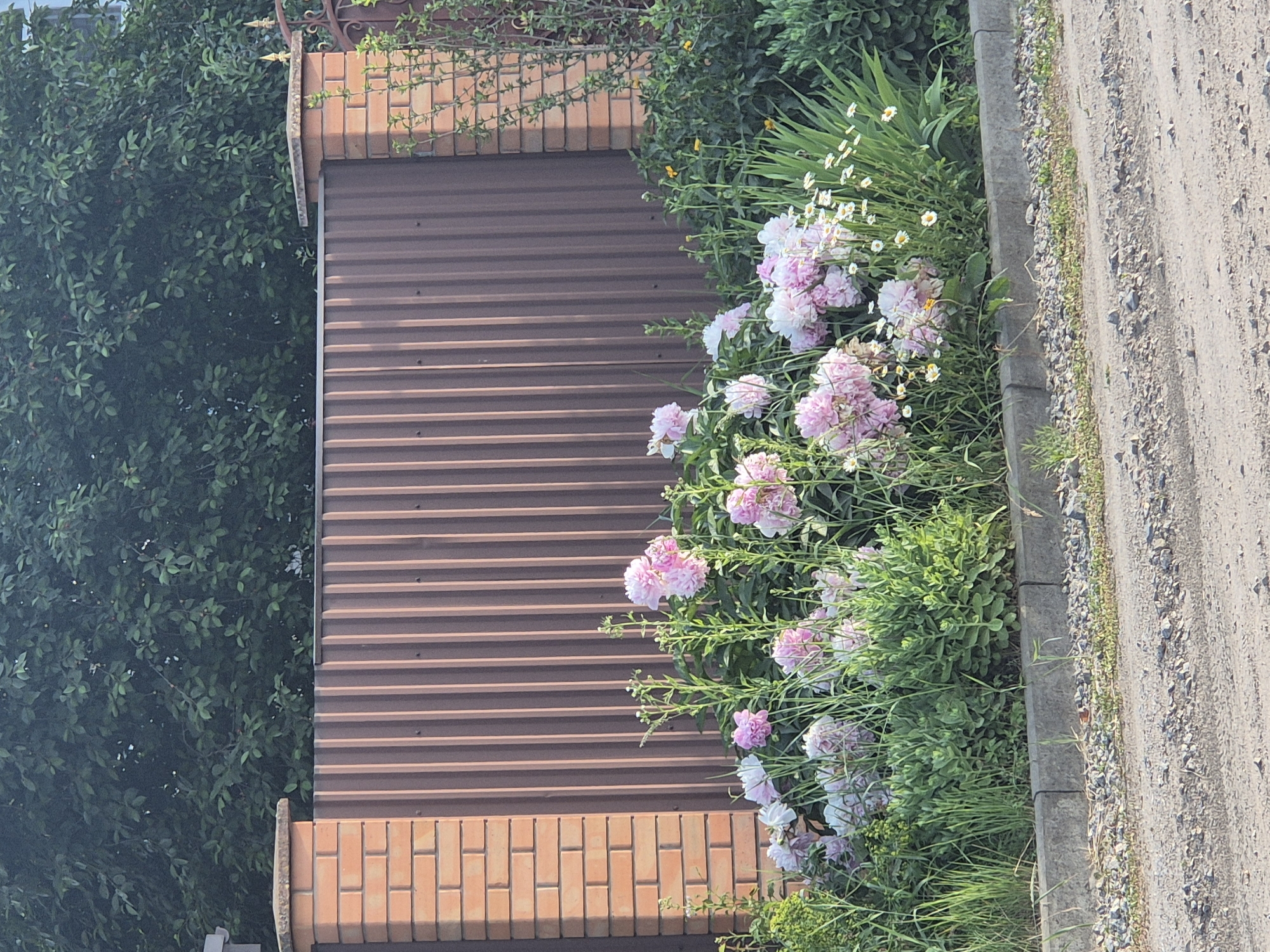 This is a ground-level, eye-level, outdoor, vertical, full shot photograph of a flower bed in front of a brown corrugated metal fence. The flower bed is filled with numerous pink and white peonies, with some smaller white daisy-like flowers interspersed. Green foliage and tall grass surround the flowers, with a grey concrete curb running along the bottom of the flower bed. Beyond the curb, a gravelly dirt road is visible. The fence is supported by two brick pillars on the left and right sides of the frame. Behind the fence, a dense green tree canopy is visible. The location is identified as Sozonivka, Ukraine. There are no people or animals present in the image.