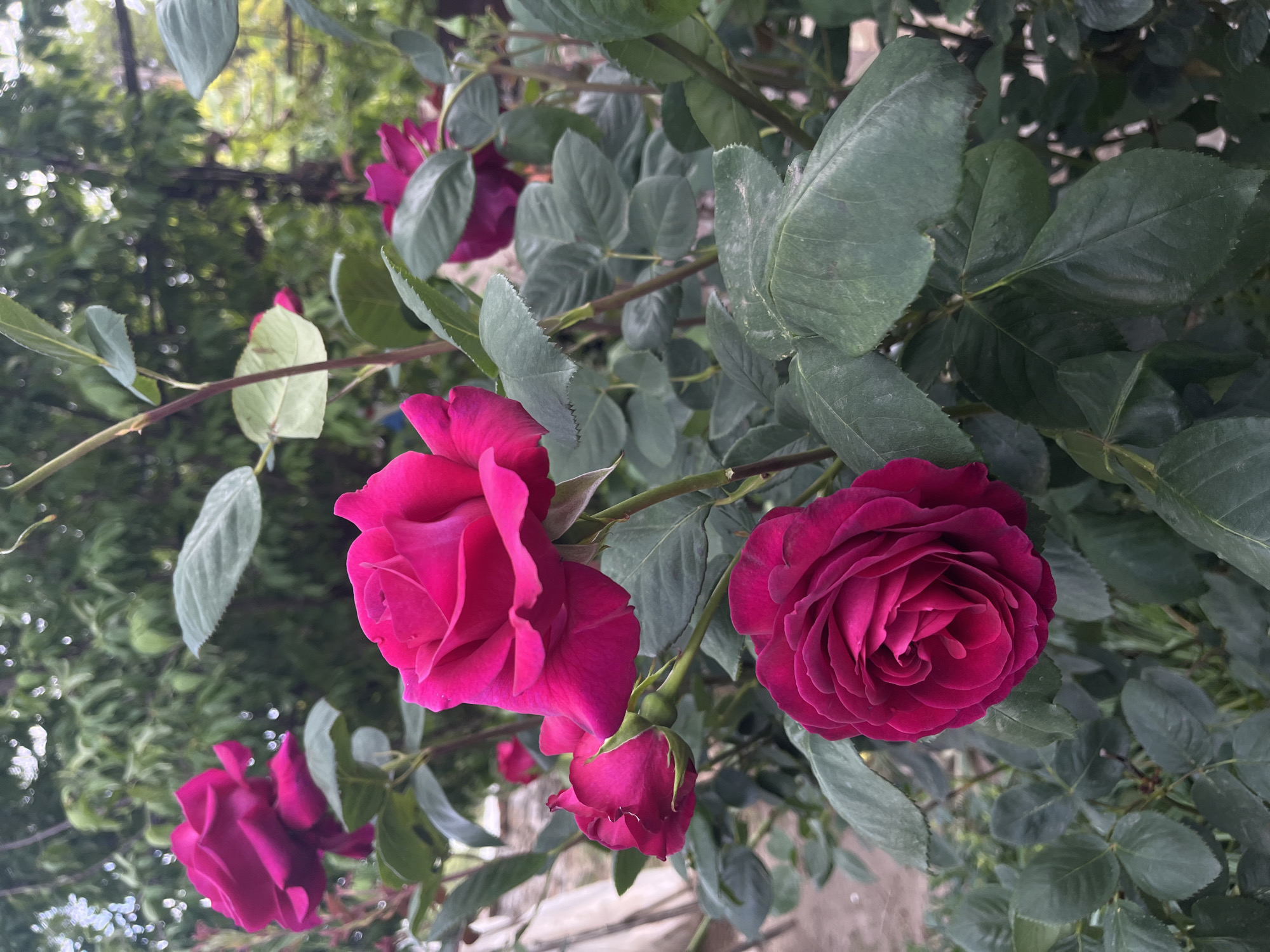 The image depicts a close-up view of a rose bush with several dark pink roses in various stages of bloom. The setting appears to be outdoors, possibly a garden or yard, based on the presence of green foliage and blurred background elements suggesting trees or other vegetation. The rose bush is located in Lozarevo, Bulgaria. The roses are the central focus of the image. The leaves surrounding the flowers are a muted green. The image has a natural lighting quality. The background is blurred and out of focus.