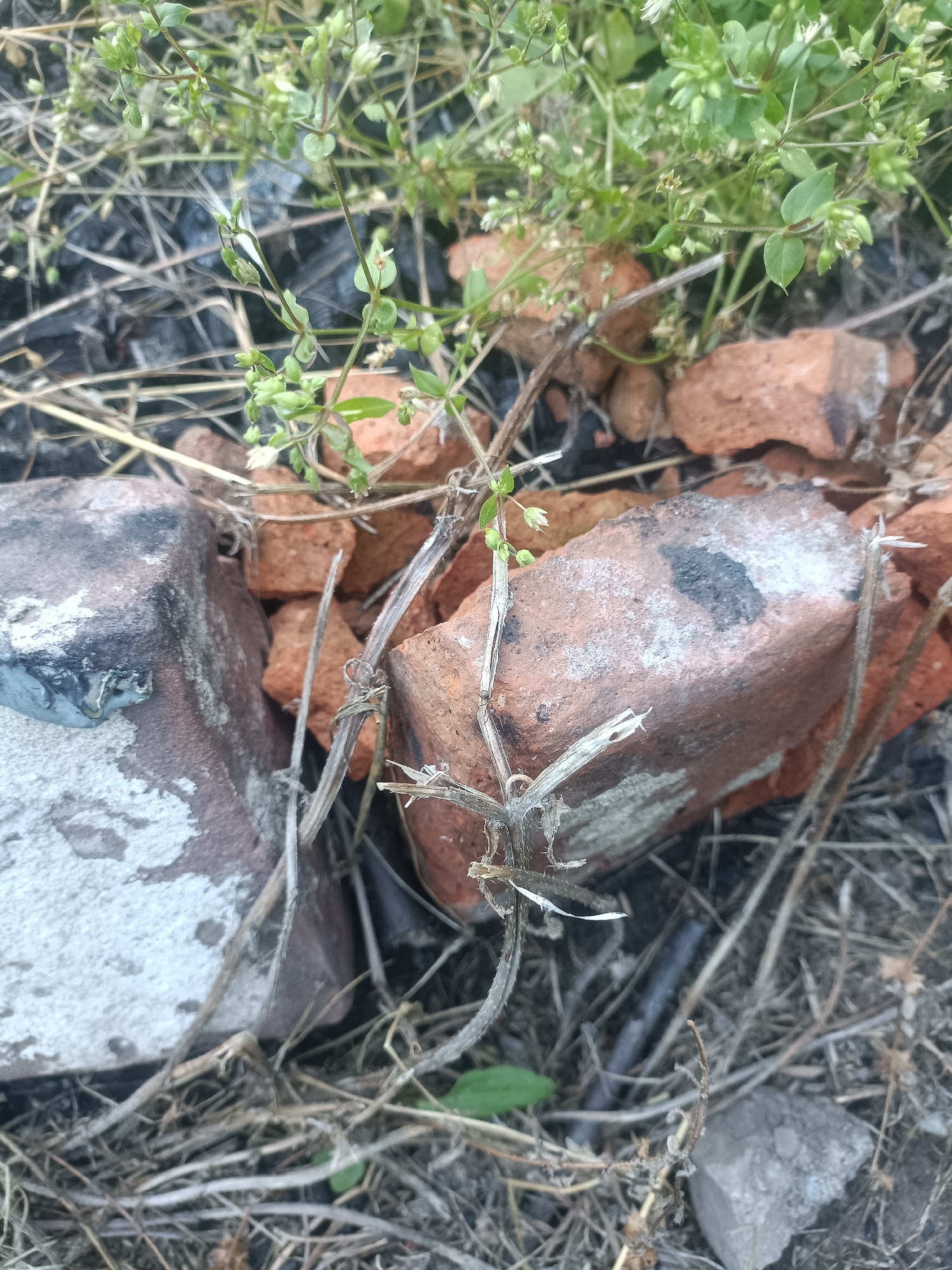 The image depicts a close-up view of broken bricks and dry vegetation, with a small green plant growing among them. The scene appears to be an outdoor, possibly neglected, area. The bricks are reddish-brown and some have white and black markings. The vegetation consists of thin, dry stems and leaves, with a few small green leaves and buds from a living plant. The ground is covered with a mix of dry grass, dirt, and what looks like black mulch or debris. The overall impression is one of decay and overgrowth. The location within the city of Dnipro, Ukraine, is not specified within the image itself, but it presents a common urban or suburban scene of disused materials and hardy plant life. There are no people or animals visible in the image, nor any specific actions or interactions.