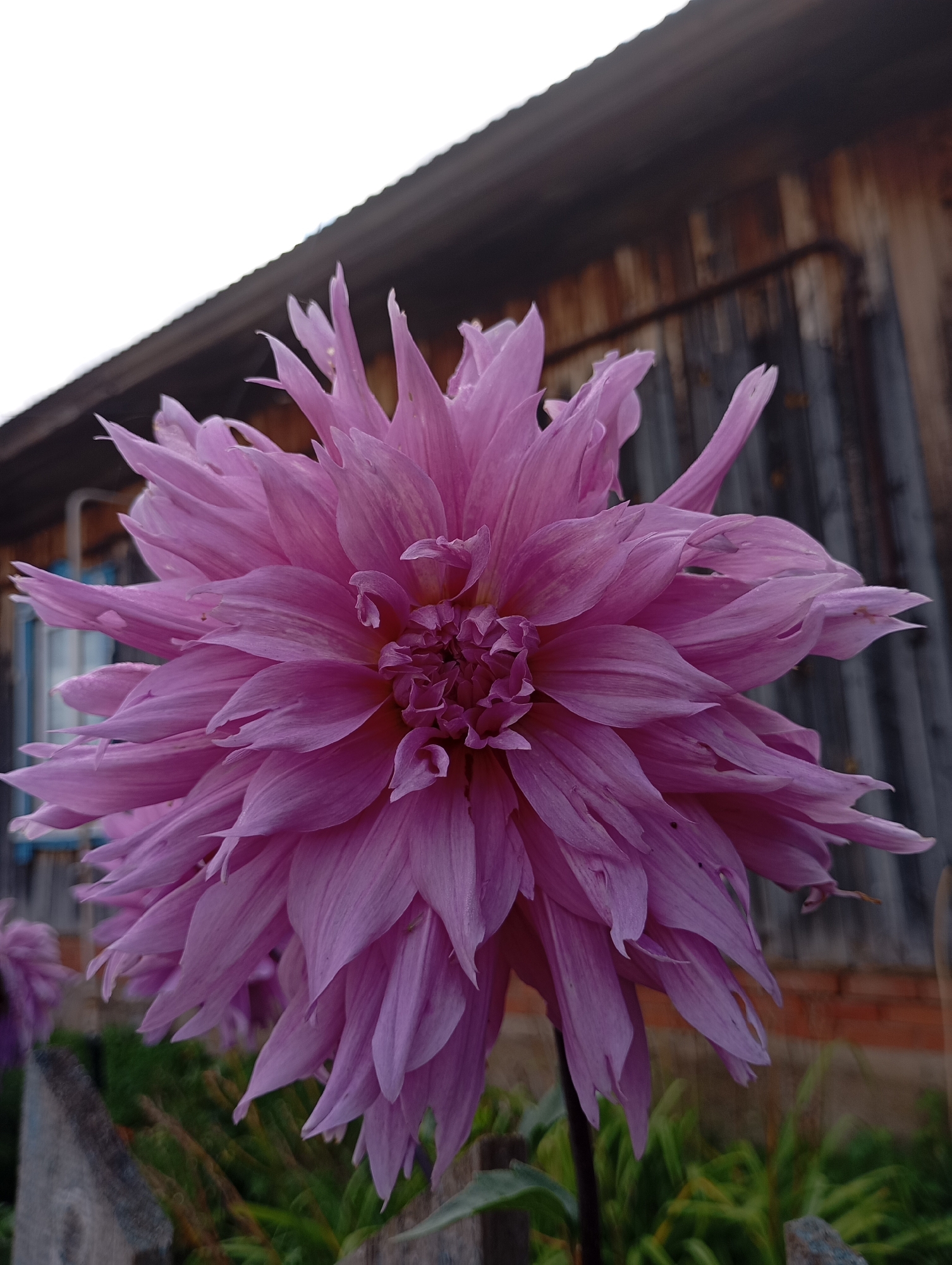 A close-up, low-angle shot captures a large, vibrant pink dahlia flower in the foreground, its numerous petals fanning outwards. In the background, a weathered, wooden structure with vertical planks and a dark, corrugated roof is visible, suggesting a rural or older setting. A blue-shuttered window can be seen to the left of the wooden structure. The overall scene appears to be outdoors, with some greenery and a grey, textured fence-like object in the lower portion of the frame. The lighting is overcast, creating soft shadows. The image does not contain any people or identifiable landmarks of the city of Фоки, Russia.