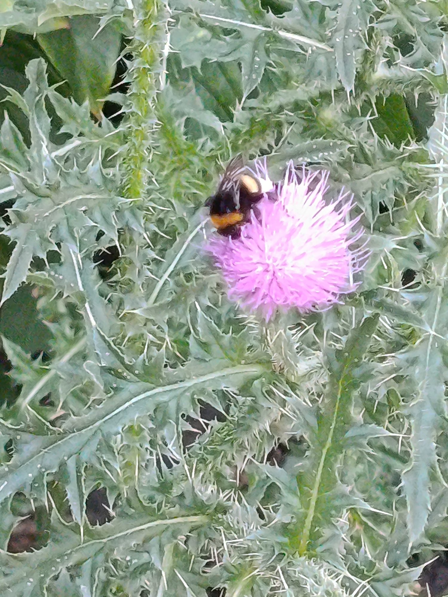 In a natural outdoor environment, a bumblebee with black and yellow stripes is perched on a fuzzy pink thistle flower. The thistle's spiky, pale green leaves surround the flower. The image was captured in Saratov, Russia.