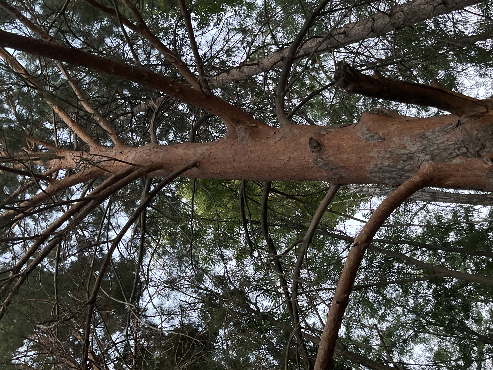 The image shows a close-up view of the trunk and branches of a tall pine tree, seen from a low angle looking upwards towards the sky. The tree has rough, reddish-brown bark. Numerous branches, mostly bare of needles, extend outwards and upwards, creating a dense network against a pale, overcast sky. In the background, other trees, also appearing to be pines, are visible, creating a forest-like setting. The lighting is dim, suggesting it is either early morning, late afternoon, or a heavily overcast day. No people or animals are present. The scene is likely a park or a forested area within Bishkek City, Kyrgyzstan.
