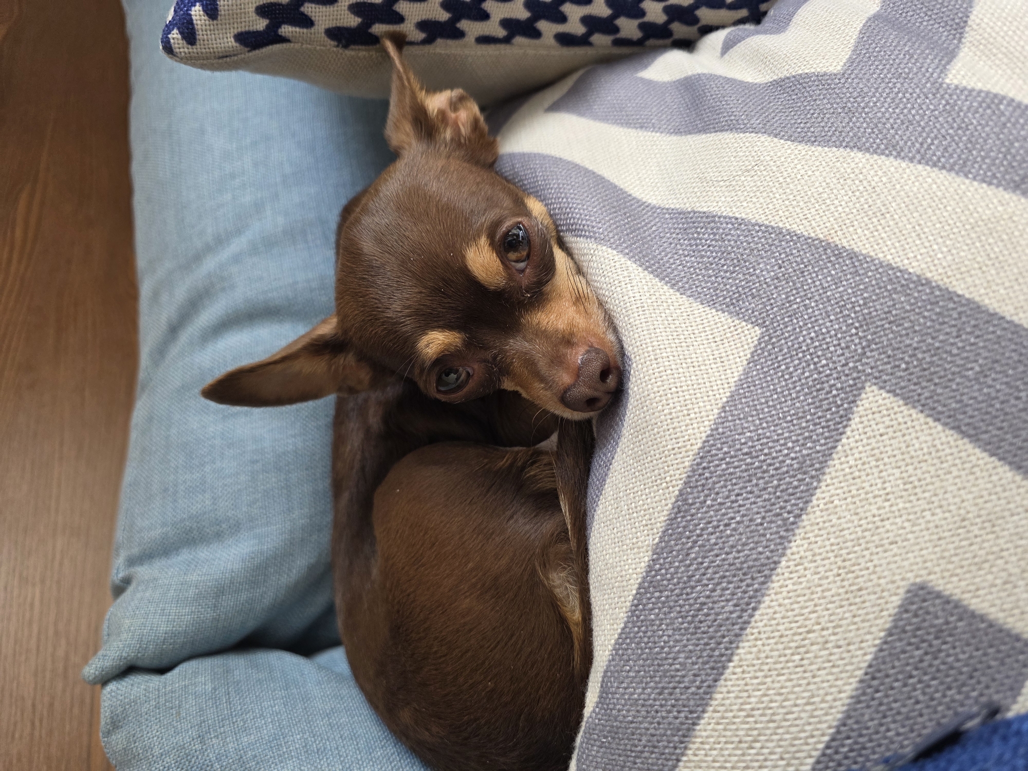 A brown Chihuahua is curled up on a bed of pillows. The pillows are a light blue color, and there is another pillow with a blue and white zig-zag pattern. The dog is looking up at the camera. The location is not discernible from the image.