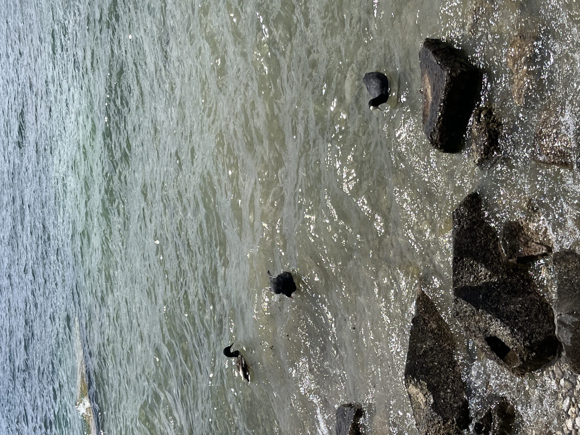 The image shows a body of water, likely Lake Starnberg (Starnberger See) in Germany, with several birds swimming. In the foreground, large, dark rocks are visible partially submerged in the clear, rippling water. The water is illuminated by sunlight, creating shimmering reflections.
There are three birds in the water. One is a mallard duck with brown and black plumage, swimming towards the left side of the frame. Another bird, appearing to be a Eurasian coot, is dark and entirely in the water, with its head down as if foraging. A third Eurasian coot is visible further to the right, also dark in color, with a white patch on its face. There are no people present in the image. The environment suggests a natural setting along a shoreline.
