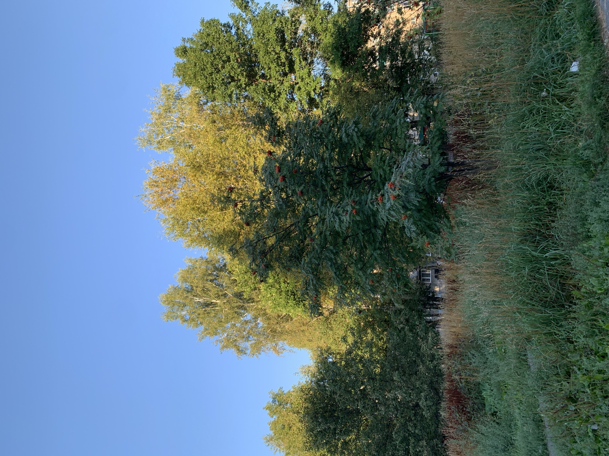 A medium shot captures a row of trees and tall grass against a clear blue sky in Prokopyevsk, Russia. The foliage varies in color, with some trees displaying vibrant green leaves while others have begun to turn yellow, suggesting it is autumn. In the foreground, a dense growth of grasses and weeds, some with reddish-brown stalks, covers the ground. A tree in the center of the image has clusters of red berries. Behind the trees, parts of a building, possibly an apartment complex, are visible. The lighting suggests it is daytime, with the sun casting shadows from the trees. There are no people or animals visible in the frame.