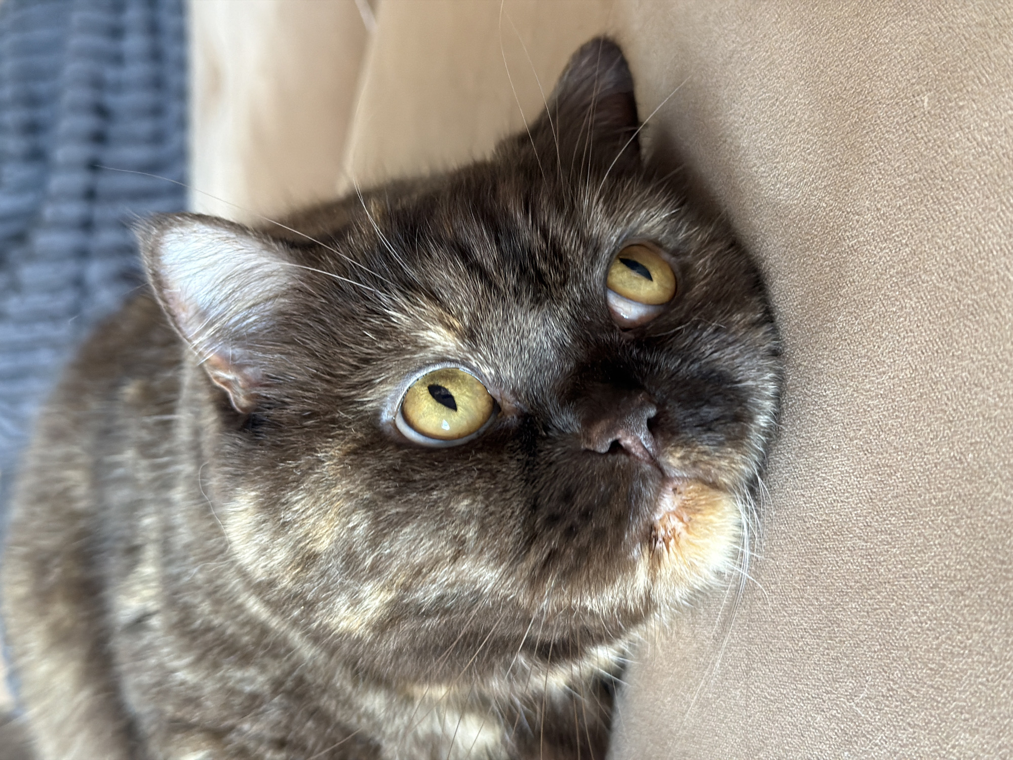 A close-up shot shows a brown tabby cat lying on a textured beige surface, likely a sofa. The cat's head is tilted, and its large, yellow eyes are wide open and looking directly at the camera. The fur is a mix of dark brown and lighter brown stripes. The cat's right ear is visible, with white fur on the inside. The background is softly blurred, showing a grey knitted material and more of the beige surface. There are no people or specific landmarks visible that would indicate a location in Chaikovsky, Russia.