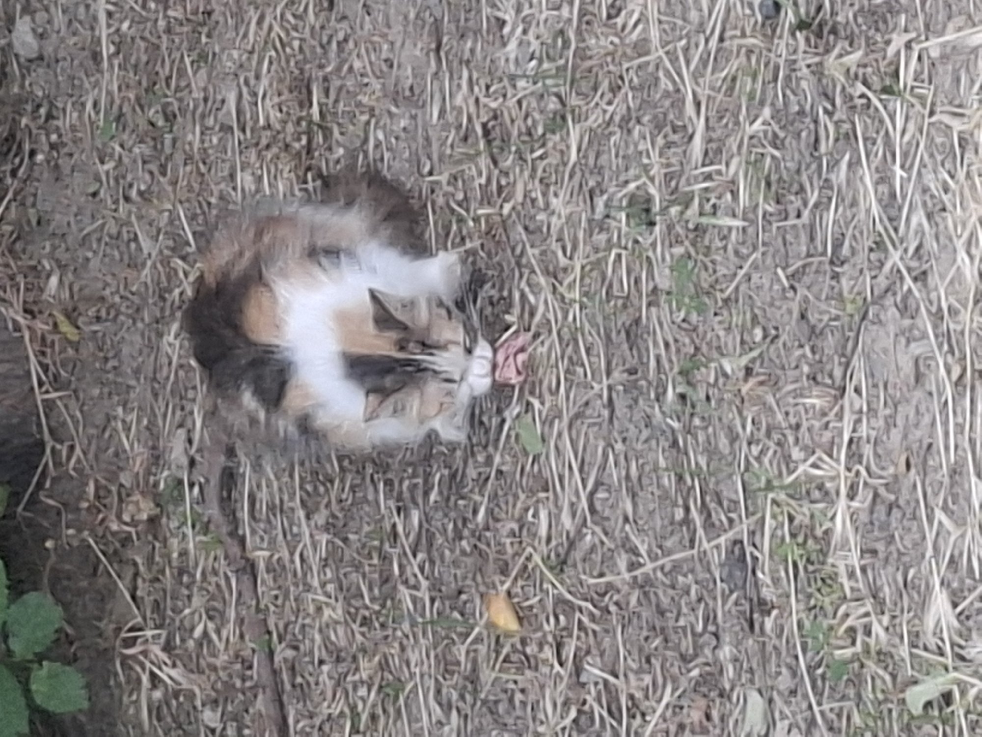 A calico cat is eating a piece of pink meat on the dry, straw-covered ground. The cat is mostly white with patches of brown and black. Its head is down, focused on the food. The ground is covered with dry grass and straw. There are some green leaves visible in the upper left corner, suggesting a natural or garden environment. The image is taken outdoors, and the lighting appears to be natural daylight. There are no visible people or other animals in the scene. The location is not identifiable as Almaty, Kazakhstan.