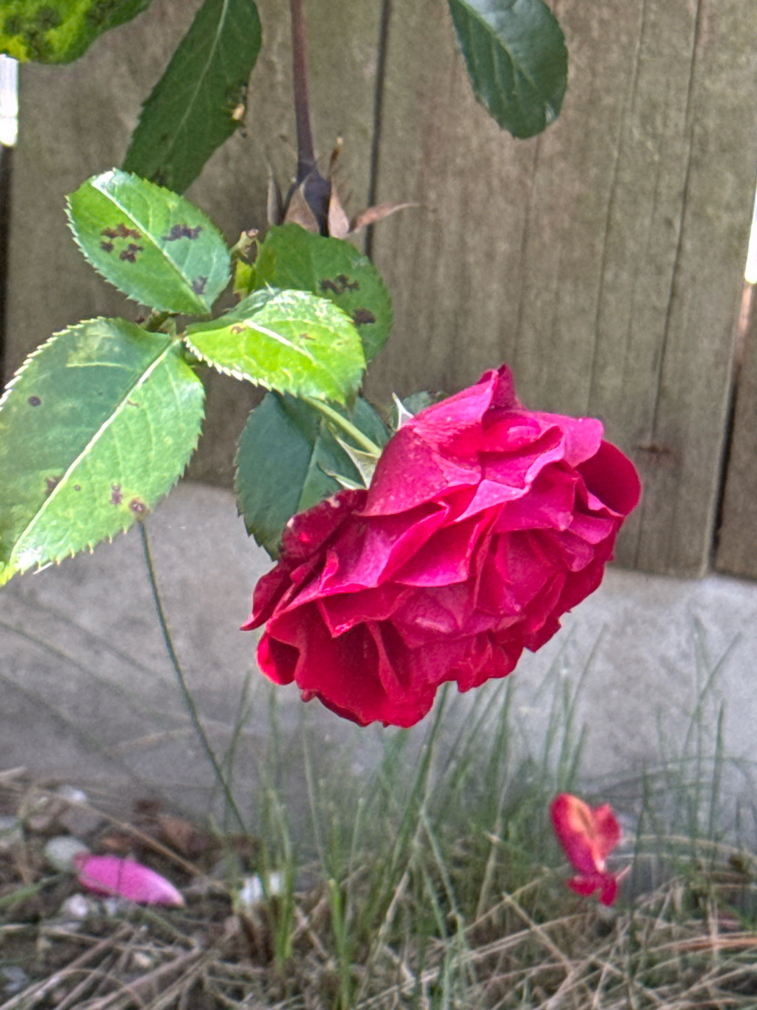 The image depicts a close-up of a deep pink rose in bloom, hanging downwards. The rose is positioned on the right side of the frame, with its petals tightly furled and textured. Behind the rose, a weathered wooden fence runs vertically, its planks showing signs of age and exposure. To the left of the rose, several green leaves are visible, some with small brown spots, suggesting possible disease or natural imperfections. The background consists of a grey, concrete-like surface and dry grass. In the lower left portion of the image, a small, bright pink object, possibly a fallen petal or a piece of litter, rests on the dry grass. To the right, a single, small, reddish-pink petal is also visible on the grass. The overall impression is of a garden setting, possibly in an urban environment, given the presence of the fence and concrete. The lighting suggests it is daytime, with a soft, diffused light illuminating the scene. There are no people or animals present in the image. The scene is static and appears to be a candid shot, capturing a moment in nature. This scene does not provide any specific clues to pinpoint its exact location within the city of Cork, Ireland, beyond the general context of a garden or outdoor space.