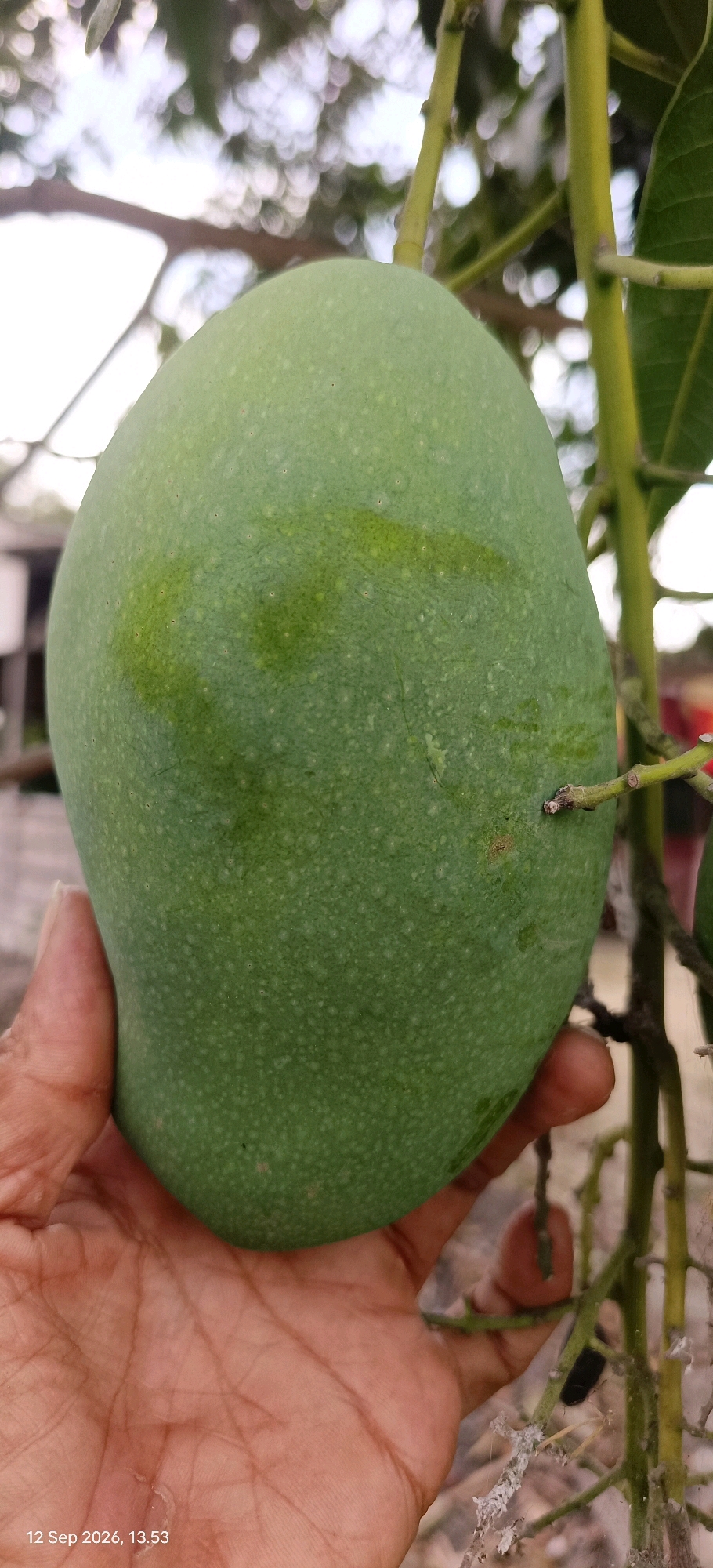 A person's hand is holding a large, unripe green mango that is still attached to its tree. The mango has a smooth skin with small, scattered white dots. There are some lighter green patches on the surface of the mango. The hand is light-skinned with visible palm lines and appears to be positioned below the mango, supporting its weight. The background is out of focus and shows foliage, branches, and a blurred glimpse of what appears to be a building or structure. The overall lighting suggests it is daytime. The image includes a timestamp in the lower left corner: "12 Sep 2026, 13:53".