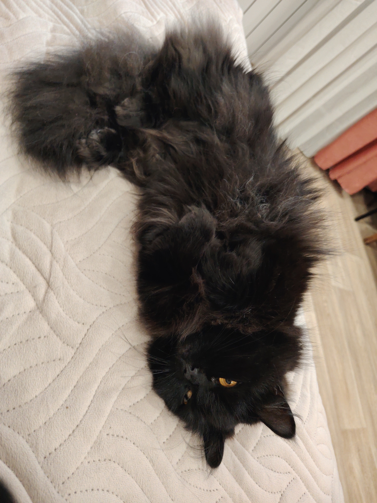 A fluffy black cat with yellow eyes lies upside down on a light-colored, quilted bed cover. The cat's body stretches towards the top of the frame, and its tail is visible in the upper left corner. The scene appears to be indoors, with a glimpse of a wooden floor and possibly furniture against a wall in the background. Location: Unknown, Unknown.
