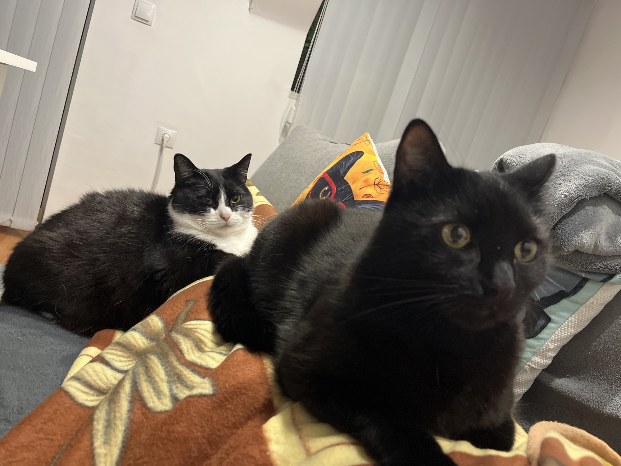 Two cats are resting on a blanket indoors. One is black and white and lying in the background. The other cat is all black, and is in the foreground. An orange pillow with a black cat silhouette is behind the cats. There is a blanket with a flower pattern and a gray blanket. There are blinds in the background. There is no evidence to confirm the location in the city of Varna, Bulgaria.