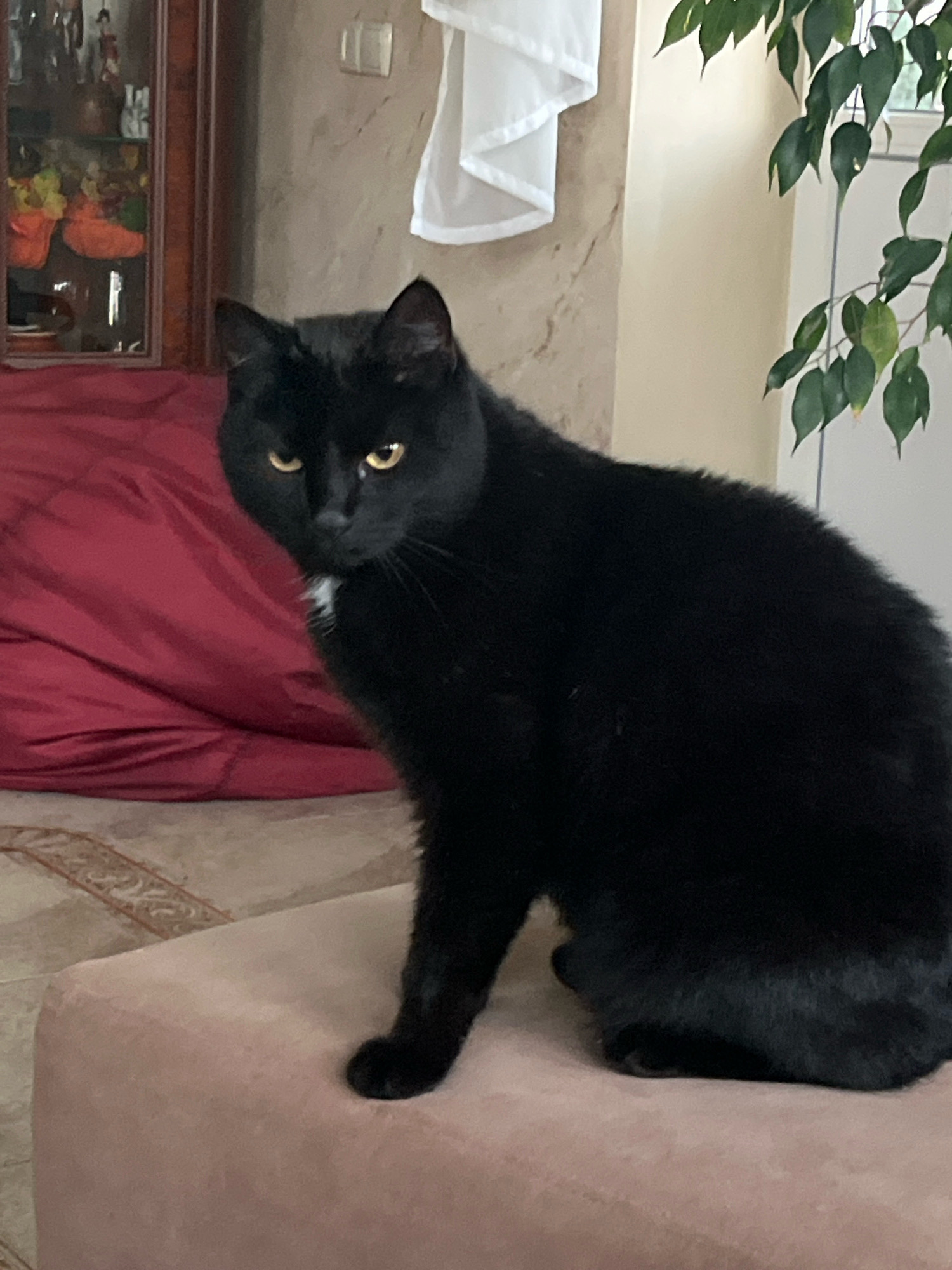 A black cat with yellow eyes and a small white patch on its chest sits on a light pink upholstered ottoman. The cat is looking towards the left of the frame. In the background, to the left, is a wooden cabinet with glass doors displaying various items, some of which appear to be decorative figurines and orange decorative objects. Behind the cabinet is a large, rumpled piece of burgundy fabric. To the right of the cabinet, a portion of a wall with a light-colored, textured surface is visible, with a white fabric draped over it. Further to the right, a tall plant with green leaves is present. The floor in the foreground and mid-ground has a tiled pattern with an ornamental border.
