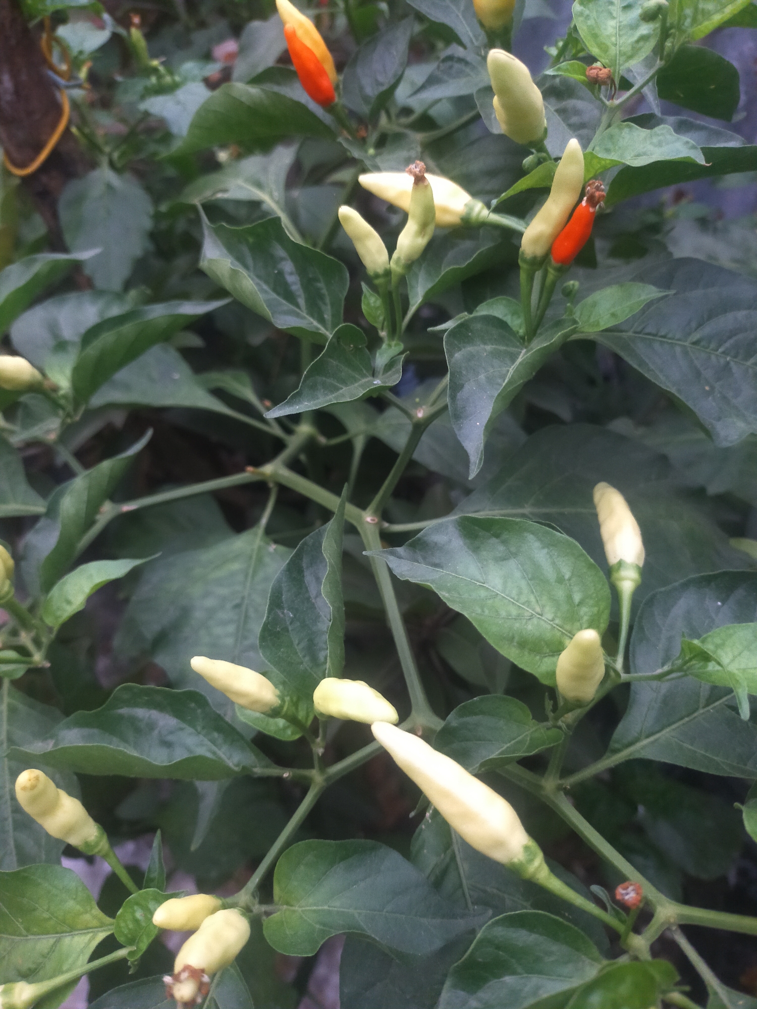 The image displays a close-up view of a chili plant bearing several small peppers. Most of the peppers are a pale yellow-green color, indicating they are unripe or a variety that ripens to yellow. A few of the peppers are transitioning to red at their tips, showing the ripening process. The plant has dark green leaves and thin stems. The background is blurred but suggests an outdoor setting with some darker foliage. A thin, yellow-colored cord or wire is visible on the left side of the image, possibly supporting the plant. The scene is captured in the city of Tegalandong, Indonesia.