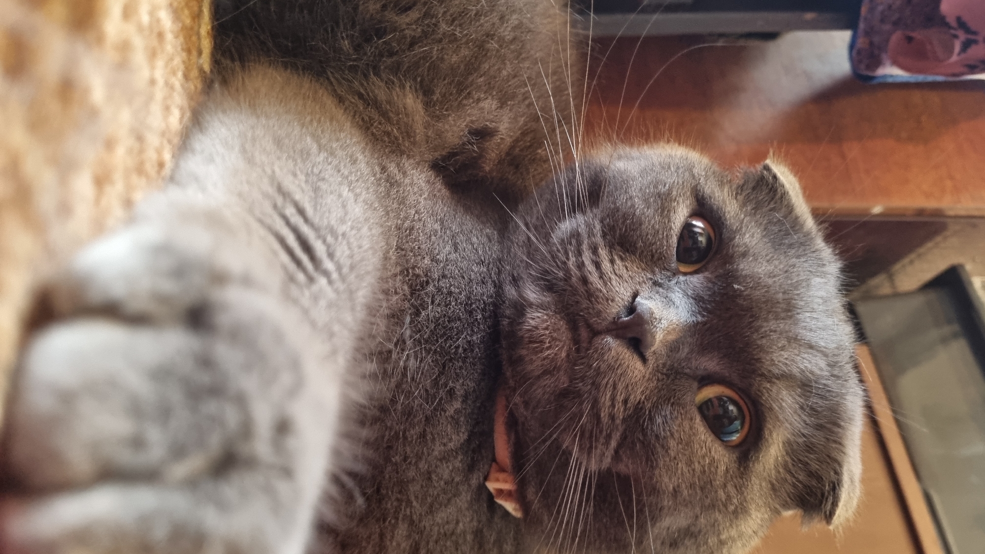 A close-up, portrait-style photograph shows a grey Scottish Fold cat with large, round eyes and folded ears. The cat is lying down on a textured surface that appears to be carpet. Its front paw is extended towards the camera, slightly out of focus. A light pink collar is visible around the cat's neck. The background is blurred, with hints of brown furniture and possibly a patterned fabric. The lighting is soft, highlighting the cat's fur and expressive eyes. There is no discernible indication of the city of Vysokoe, Russia.