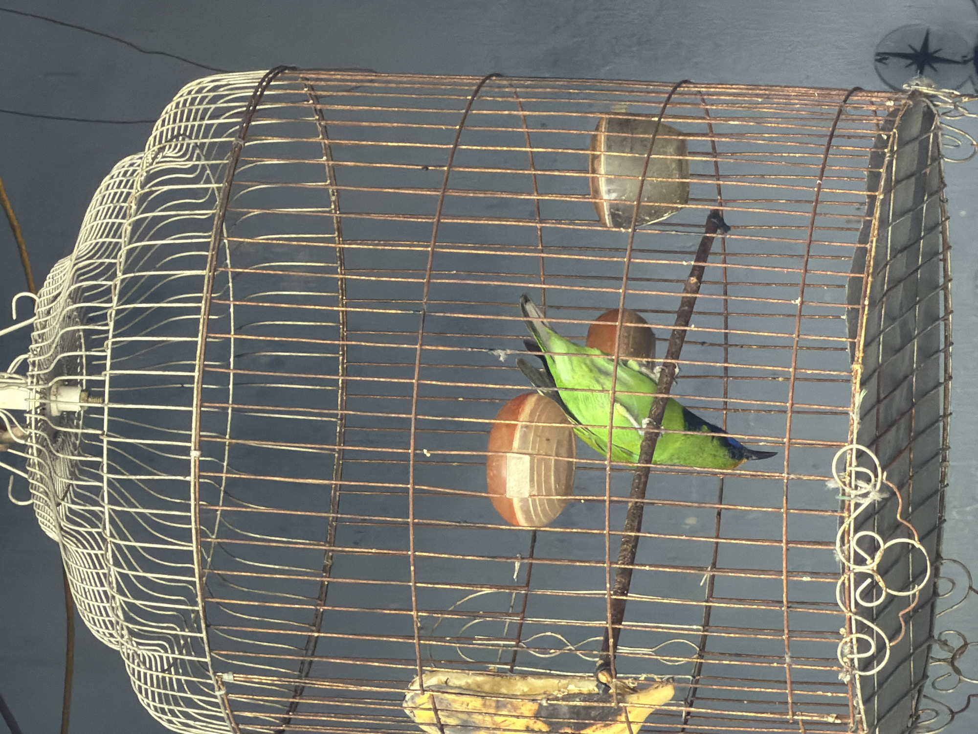 An old, ornate, circular birdcage made of white-painted wire hangs against a grey wall in Nha Trang Ward, Vietnam. Inside the cage, a small, vibrant green bird with a dark head and a blue throat is perched upside down on a thin wooden branch. To the left of the bird, a partially eaten banana is attached to the cage bars. Two small, rounded food or water dishes are also visible within the cage. The birdcage itself appears aged, with some rust visible on the wires, and the white paint on the upper portion is somewhat chipped.