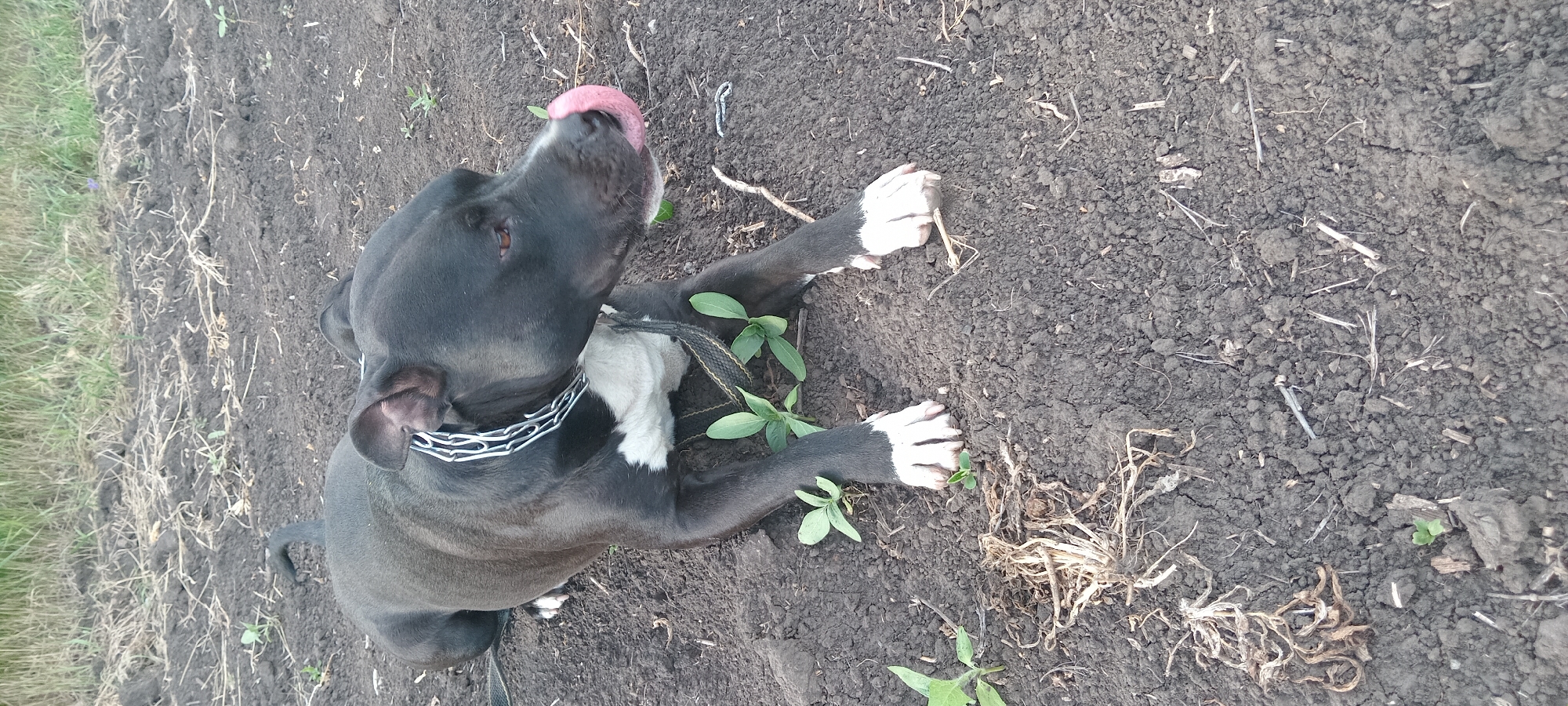 A black and white pit bull mix dog with a silver chain collar is lying on dark soil in an outdoor environment. The dog is in a relaxed position, with its head turned to the right and its tongue extended, licking its nose. Several small green plants are growing in the soil around the dog. In the background, a strip of dry grass and dirt is visible. The image appears to have been taken in Koviahy, Ukraine, based on the provided location information.