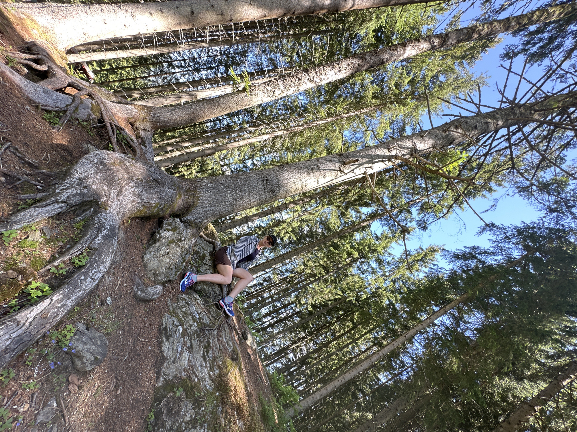 In a forest with tall evergreen trees, a person sits on a rocky outcrop. The person is wearing a striped shirt, shorts, and athletic shoes. The trees are dense, and the ground is covered in pine needles and exposed tree roots. The sky is a clear blue. The scene appears to be outdoors in a natural setting.