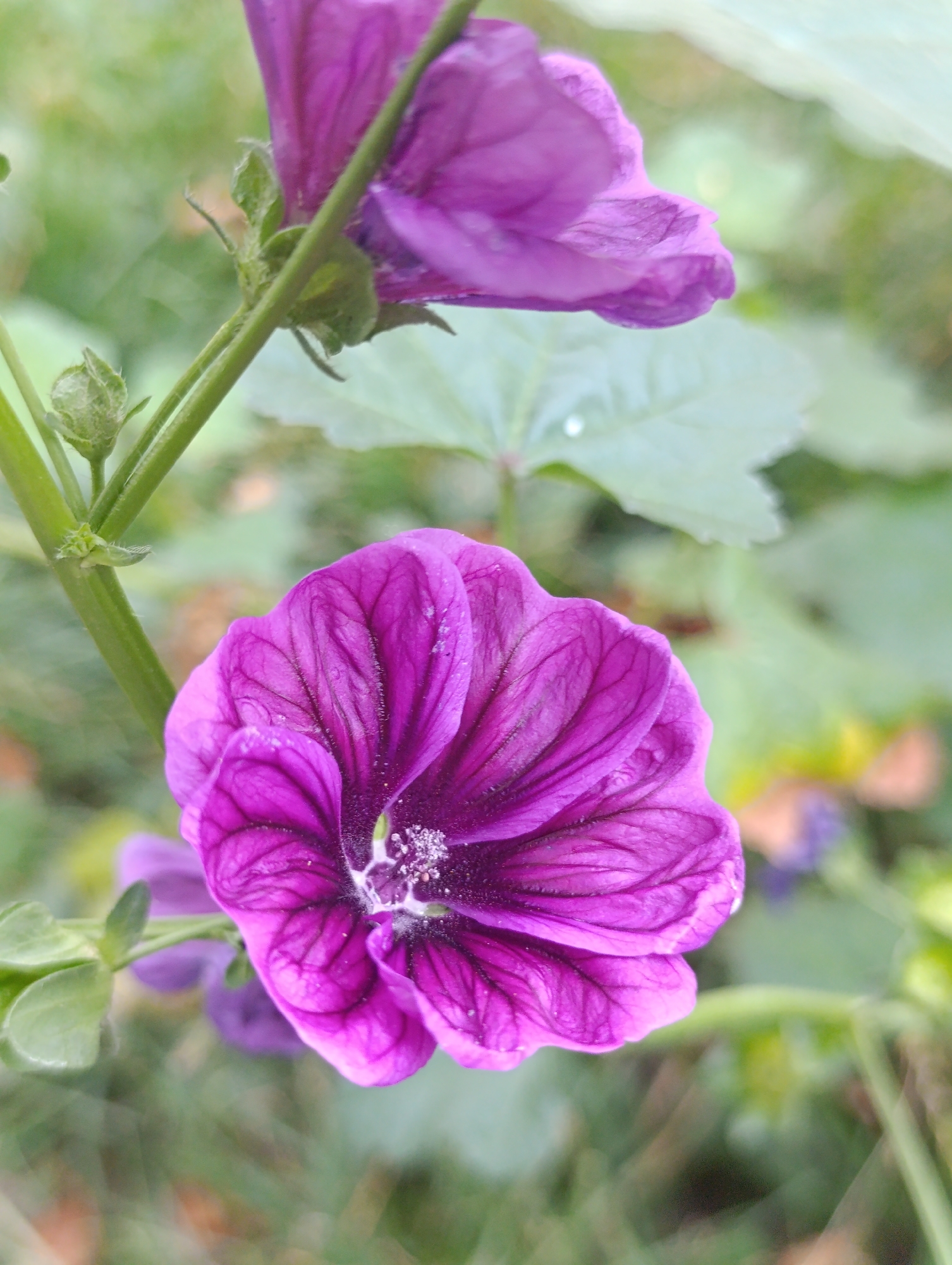 A close-up, vertical shot features two purple mallow flowers against a blurred green background. The primary subject is a fully bloomed flower in the foreground, its ruffled petals a deep violet with darker veins. The center of the flower displays a cluster of stamens dusted with white pollen. A second, less distinct purple flower is visible above and slightly behind the first, its petals also ruffled. A slender green stem, adorned with small green buds and leaves, supports the flowers. The background consists of soft-focus greenery and hints of other distant foliage, suggesting a natural outdoor setting. The image does not contain any recognizable landmarks or features that would indicate a specific location within Bila Tserkva, Ukraine.