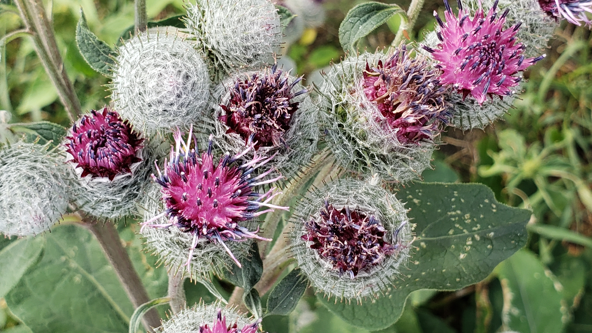 The image shows a close-up view of several burdock flower heads, some in bloom and some in bud, against a blurred green background of leaves and stems. The flower heads are spherical and covered in sharp, hooked bracts that are white and fuzzy. The blooming flowers are a vibrant pinkish-purple, with delicate, spiky petals and dark purple centers. Some of the flower heads are partially open, revealing their intricate structure, while others are tightly closed buds. The overall impression is one of natural, wild growth. The location is not identifiable from the image itself.
