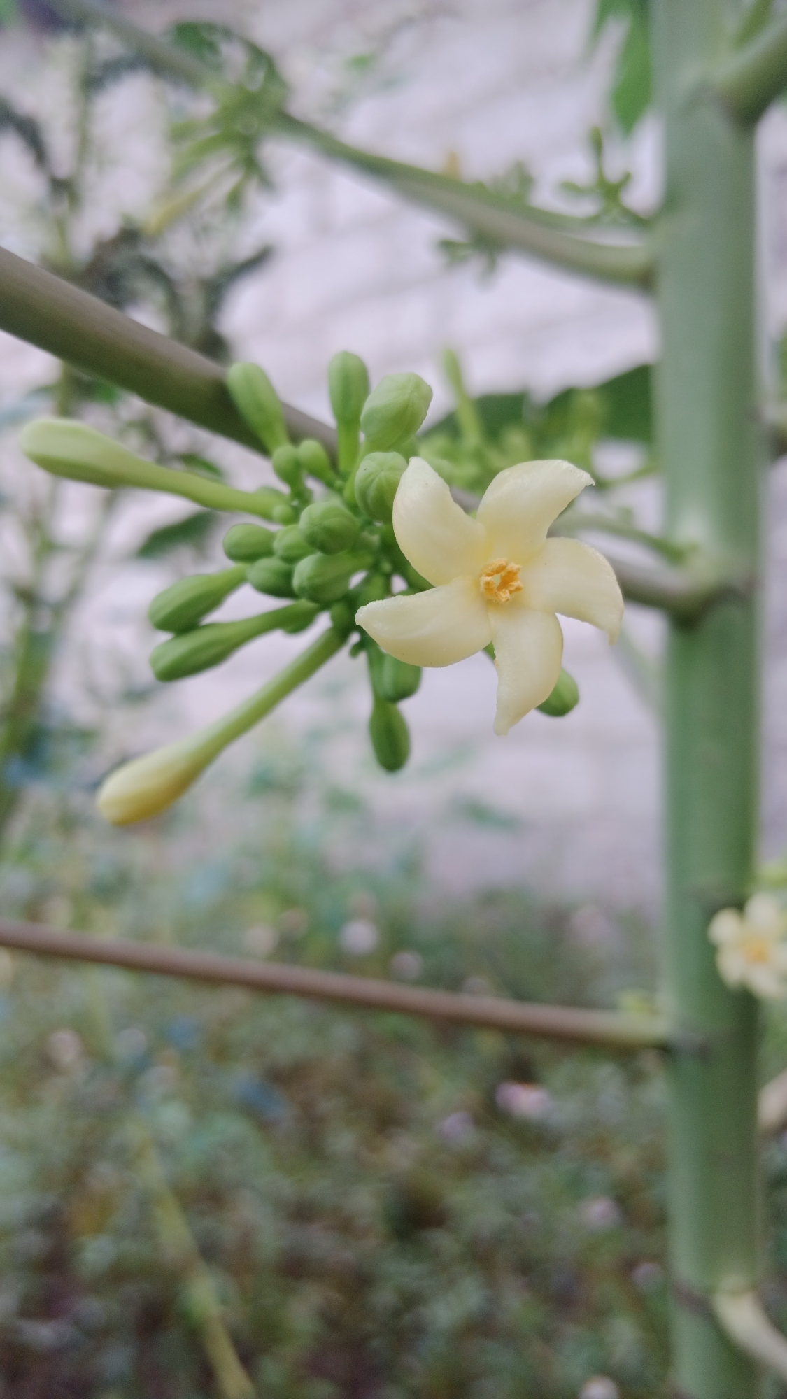 A close-up, vertical shot focuses on a single, delicate, pale yellow papaya flower with five petals and a yellow stamen at its center. The flower is suspended from a green stem, surrounded by numerous unopened green buds, some elongated and pointed, others more rounded. The background is a soft blur of green foliage and a light-colored, possibly textured surface, suggesting an outdoor environment. The image captures the ephemeral beauty of the papaya blossom and its developing fruit. The location is Srono, Indonesia.