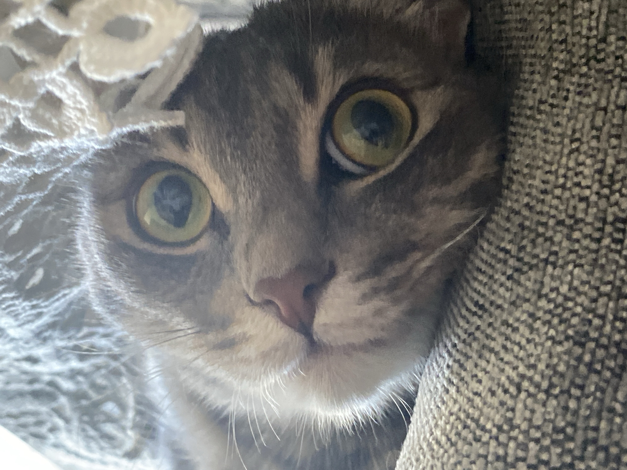 A close-up shot shows the face of a tabby cat with large, round, yellowish-green eyes. The cat's fur is gray and tan. A piece of white lace fabric is visible in the upper left corner of the image, partially obscuring the cat's face. To the right of the cat's face is a textured gray fabric. The cat is the primary subject of the photo and no other person is present. The location of Марковский, Russia is not detectable from this image.