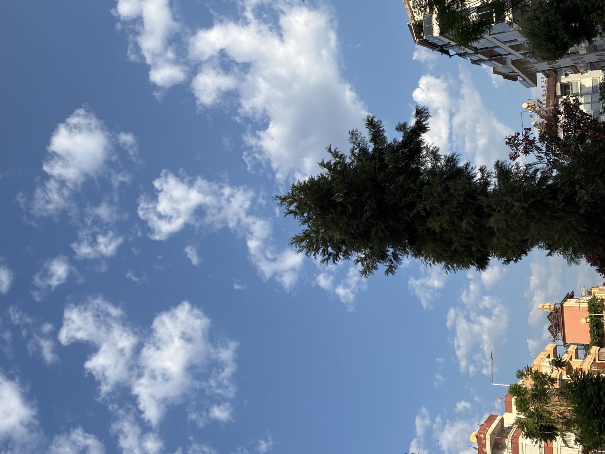 An eye-level, outdoor, full-shot photograph shows a view looking up at the sky through trees and buildings. The sky is a bright blue with scattered white clouds. A tall, dark green evergreen tree is centered in the foreground, extending from the bottom edge of the frame to the top. To the left of the tree, several multi-story buildings are visible, some with balconies and satellite dishes. The buildings are painted in various colors, including beige, orange, and white. A street light can be seen above the buildings. To the right of the evergreen tree, another building with a modern facade and balconies is partially visible. In the lower right corner, the edge of another evergreen tree is visible, framing the scene. The overall impression is of an urban environment with abundant greenery and a clear sky.