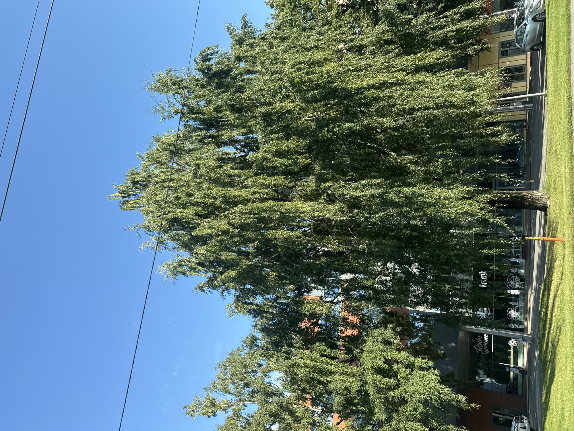 This is an eye-level, medium shot of a street scene in Tallinn, Estonia, captured on a clear, sunny day. A large, mature birch tree with drooping branches dominates the foreground, its green foliage creating a lush canopy that partially obscures the background. Behind the tree, a modern building with a glass facade is visible, reflecting the sky and surrounding environment. Signs with text in Latin script, such as "Rodo Gurmee" and "Kohvik," are discernible on the building's storefronts, indicating commercial establishments. The street itself is paved, with a sidewalk and a grassy area in front of the building. Several cars are parked or driving on the street, and a single orange traffic bollard is positioned in the grassy area. Power lines are strung across the clear blue sky, intersecting the upper portion of the frame. The overall impression is one of an urban setting with a strong natural element, suggesting a well-maintained public space within the city.