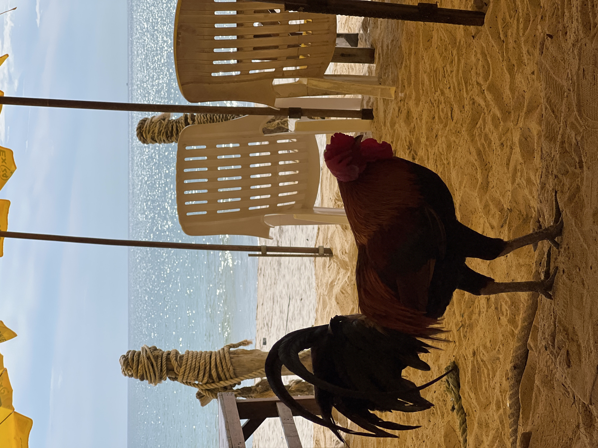 The image captures a rooster standing on a sandy surface, likely a beach, given the presence of the ocean and two white plastic chairs. Two wooden posts wrapped with rope are also visible in the background, suggesting the presence of beach umbrellas or other structures. The setting appears to be outdoors under daylight conditions. The location is unidentified, so the city and country are unknown.