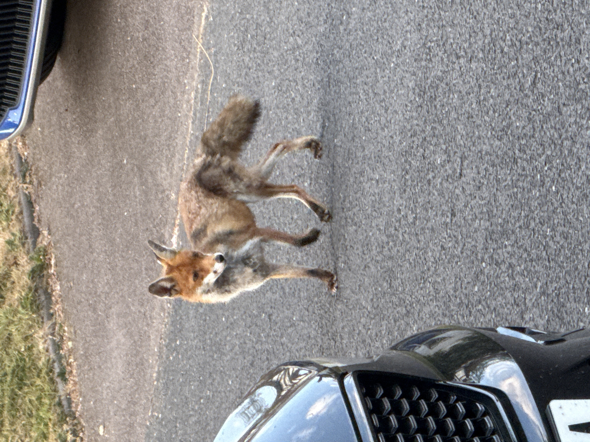 A fox trots on a grey asphalt road between two cars, a blue one on the left and a black one on the right, in an urban environment. The fox's fur is brown and white, and its tail is bushy. Green grass is visible on the left edge of the road. The United Kingdom location is assumed due to typical urban foxes in the London area.