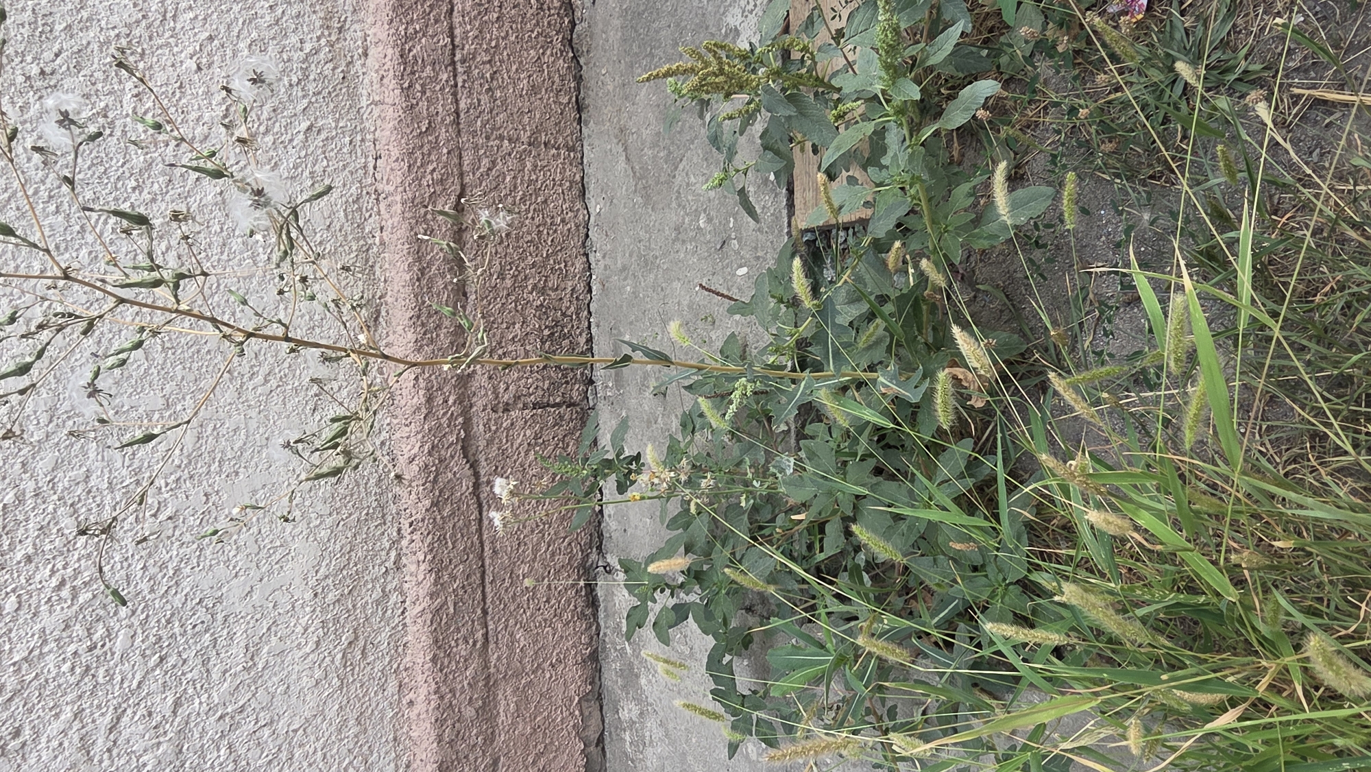The image shows a patch of wild plants growing against a textured, light-colored wall with a dark pink band near the bottom. The ground is paved with concrete. The plants include tall, thin stalks with seed pods, leafy green plants, and grasses with feathery seed heads. There are no people or animals visible in the image. The overall impression is of a neglected urban environment. The image is taken outdoors. The location in the city of Chuy, Kyrgyzstan, is not explicitly indicated by any visible landmarks or signs.