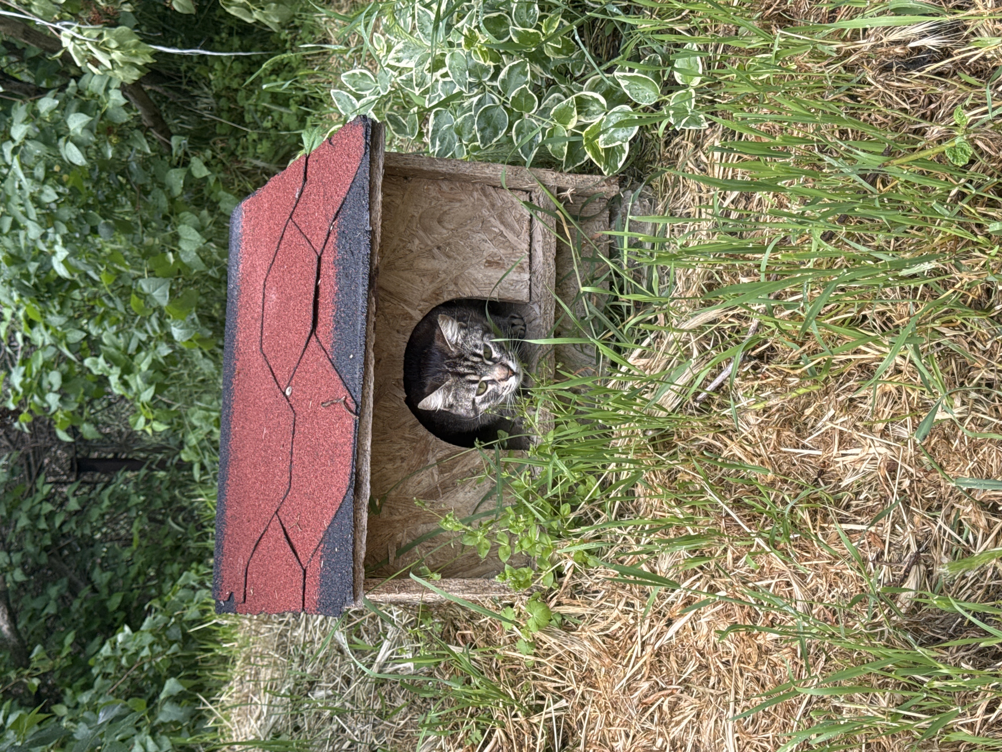 A tabby cat is inside a small wooden house with a red shingled roof. The house is surrounded by tall green and brown grass, and some greenery. This appears to be an outdoor setting, such as a backyard or garden. It's impossible to determine the exact location in Varna, Bulgaria, without further contextual information.