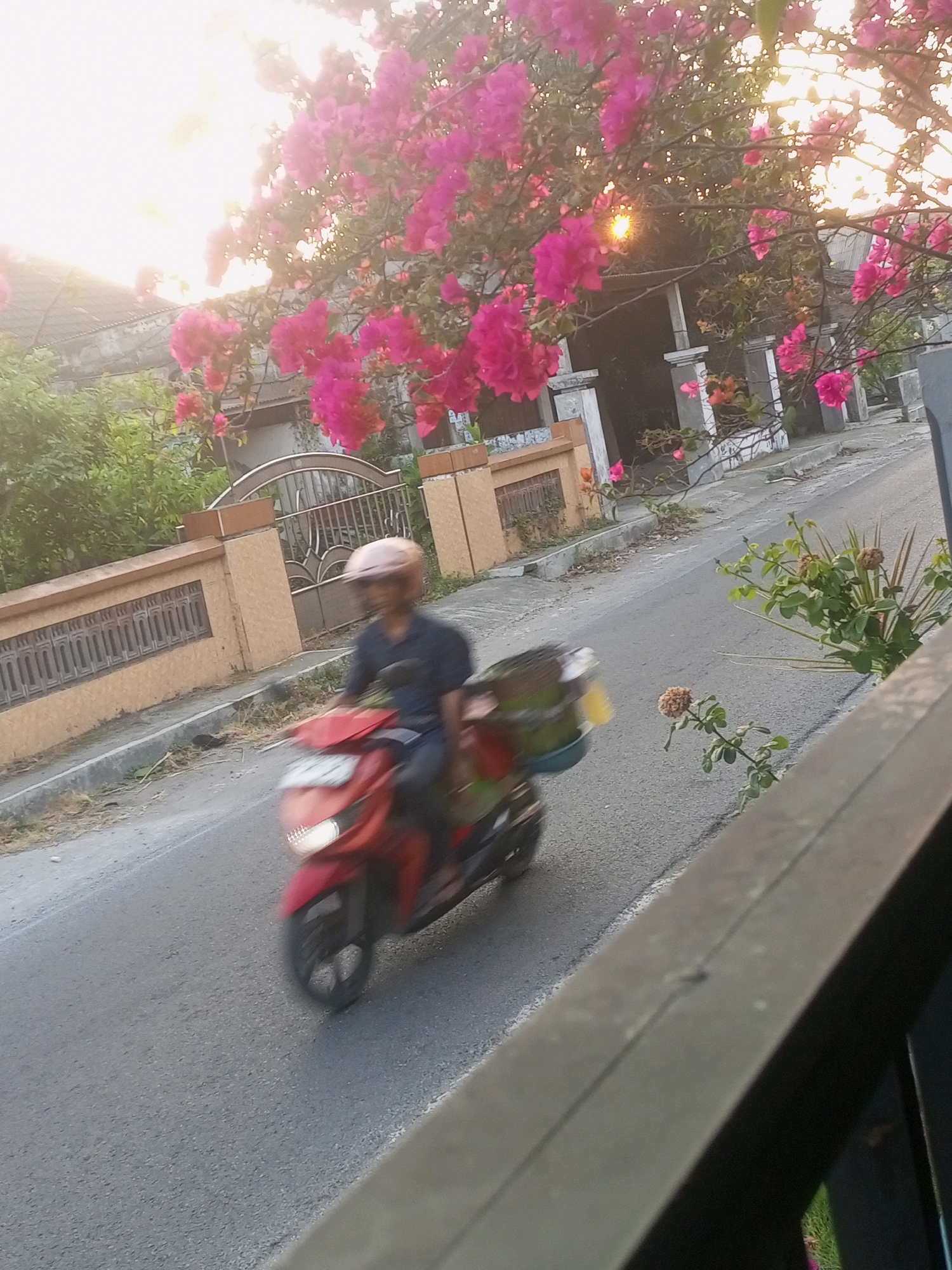A person wearing a pink helmet and a dark shirt rides a red scooter on an asphalt road in Ngasem, Indonesia. The scooter is slightly blurred due to motion. The rider is carrying a brown basket on the back of the scooter, which appears to contain green and brown items. The scene is bathed in a warm, golden light, possibly from a sunset, illuminating vibrant pink bougainvillea flowers in bloom on a tree overhead. The background shows a fence with decorative elements, buildings, and lush green foliage. The overall impression is a serene, everyday moment captured in a residential area.