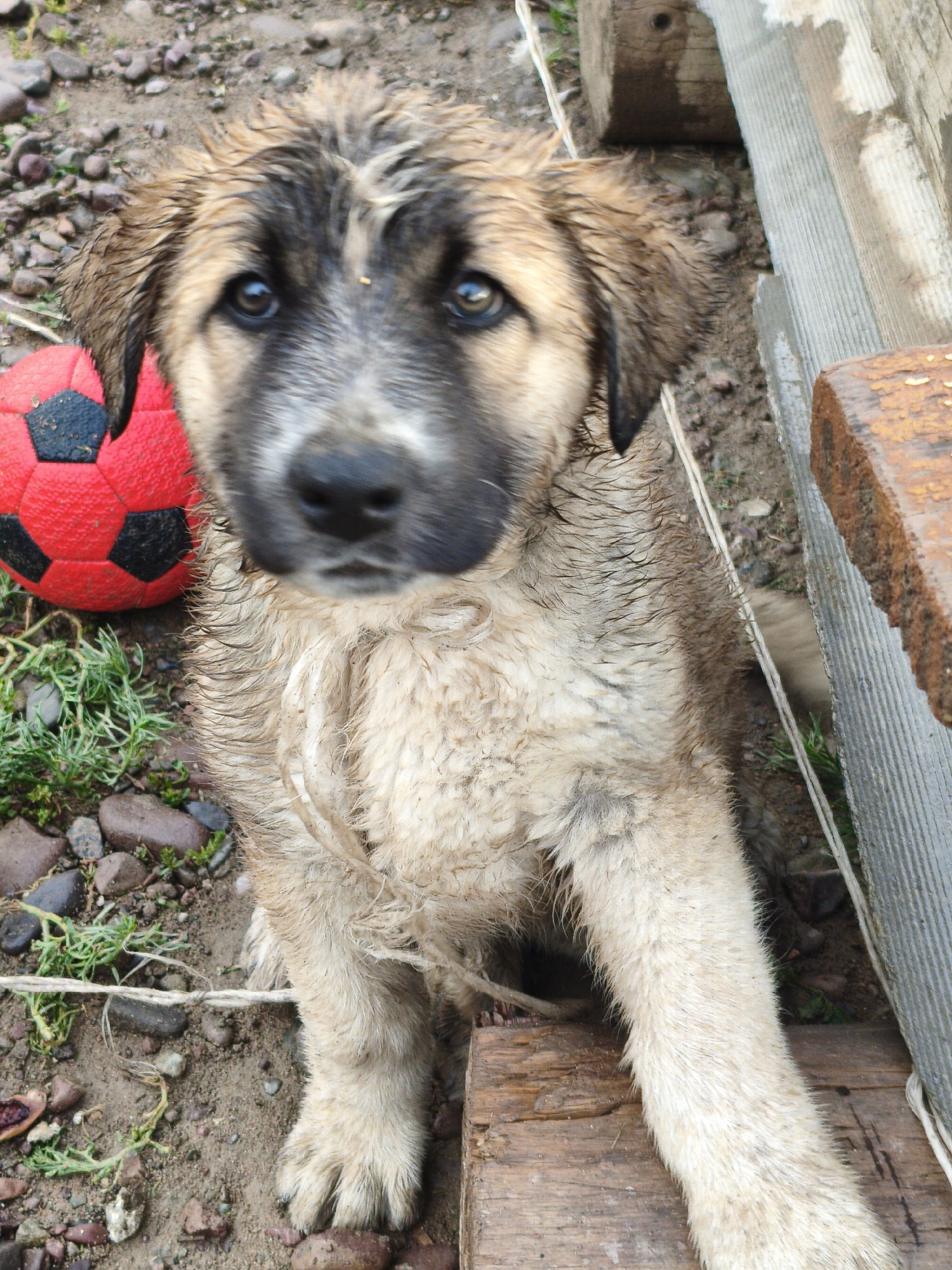 A close-up, eye-level shot captures a wet, light brown puppy with dark markings on its face and ears. The puppy is sitting on a wooden plank, and its fur is matted and damp. A red and black soccer ball is visible to the left of the puppy. The background consists of dirt, small stones, and some green vegetation. To the right, there is a corrugated metal structure and more wooden planks. A thin white rope is draped across the scene, wrapping around the puppy's neck and extending towards the lower left corner. The lighting appears to be natural and overcast.